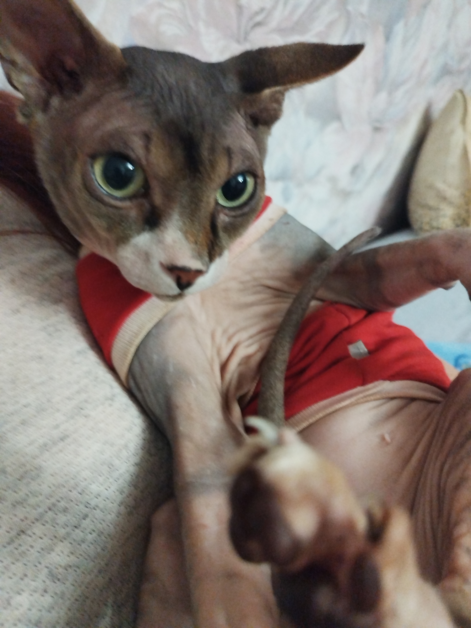A close-up, eye-level shot shows a sphynx cat wearing a red and beige shirt. The cat is lying on its back, with its paws in the air. The cat's skin is pinkish-tan and wrinkled. The cat has large, expressive green eyes and pointed ears. The background is blurred but appears to be a patterned wall or fabric. The image is taken indoors, likely in a home environment. There are no discernible landmarks or indicators to place the location in a specific city or region.