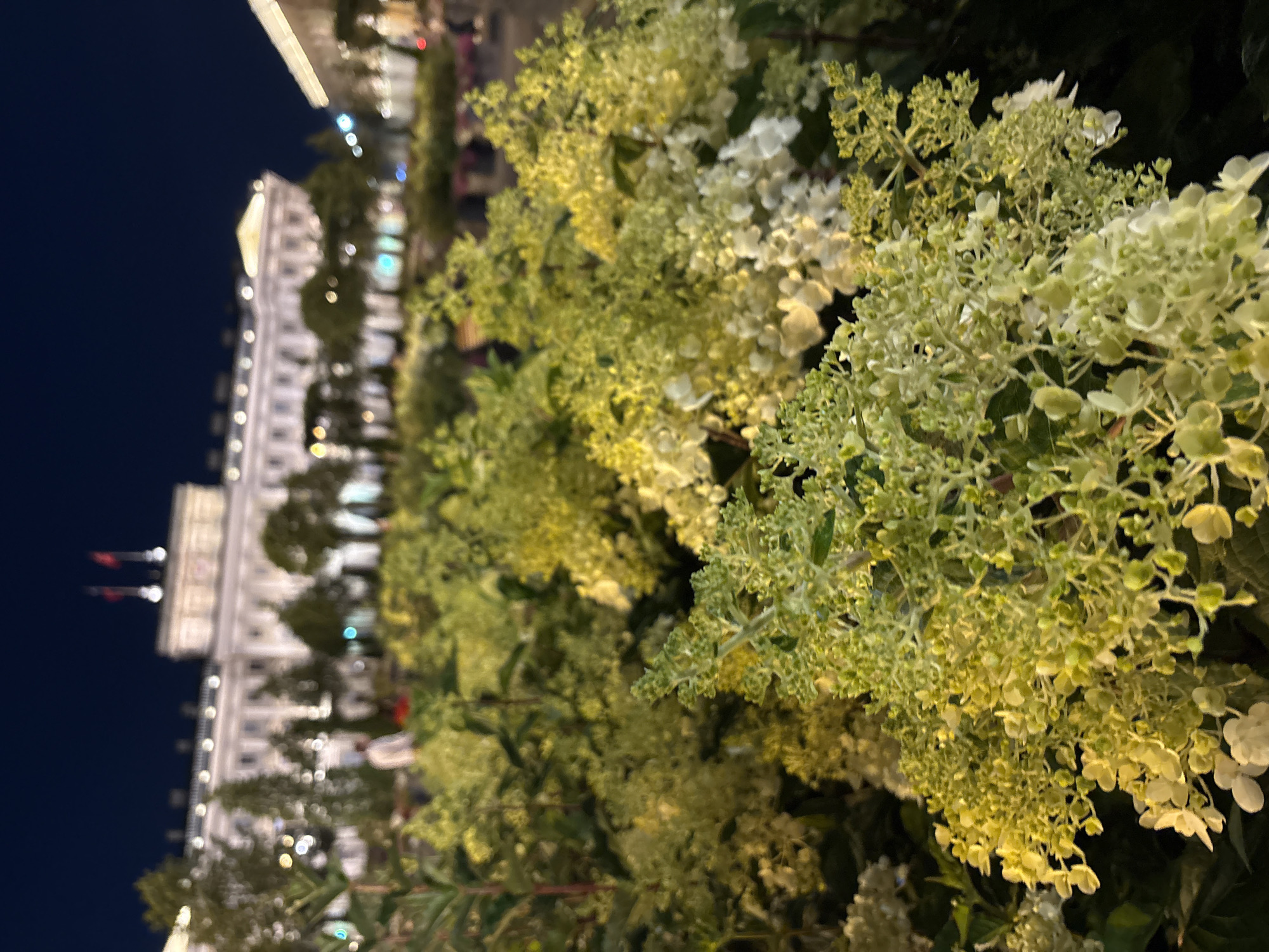 The image captures a nighttime scene with a focus on a bed of light green and white flowers in the foreground. Behind the flowers, a large, ornate building with a classical facade and a central tower featuring two flags is visible. The building is illuminated and appears to be a significant architectural structure, likely a government building or a palace, given its grandeur and the flags. Trees and other foliage are scattered between the flowers and the building. The overall ambiance suggests a public space, possibly a park or a square in the city of Saint Petersburg, Russia, given the architectural style and the presence of flags commonly seen in Russian public buildings. The lighting indicates it's after sunset, with artificial lights illuminating the scene. A person in a light-colored garment is faintly visible in the mid-ground, near the trees. The composition is shallow depth of field, with the flowers sharply in focus and the background building slightly blurred.