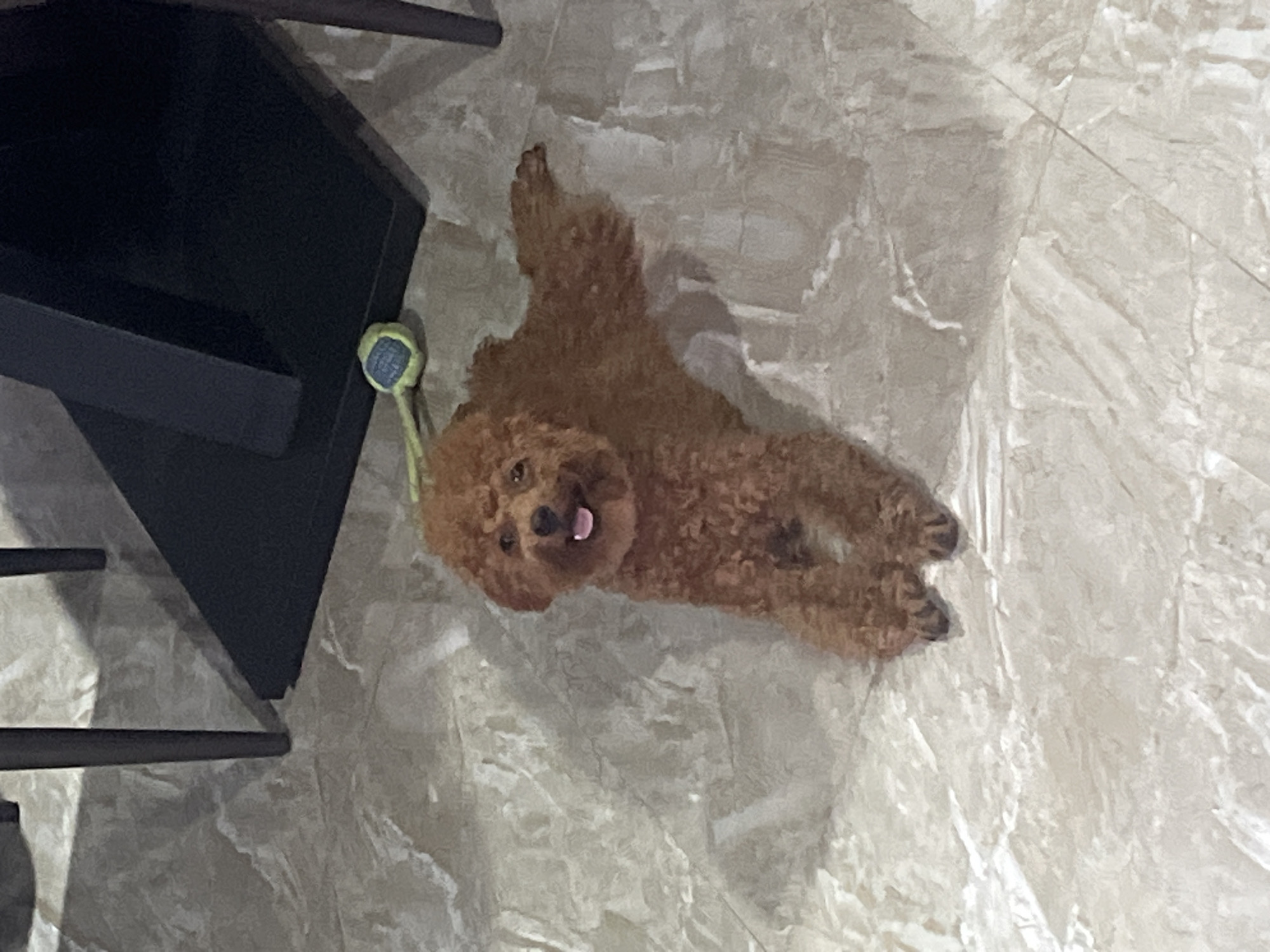 A brown poodle lies on its back on a tile floor, its tongue sticking out. Next to it, there is a tennis ball and a black table. The scene is indoors. The location is Bac Nha Trang Ward, Vietnam.