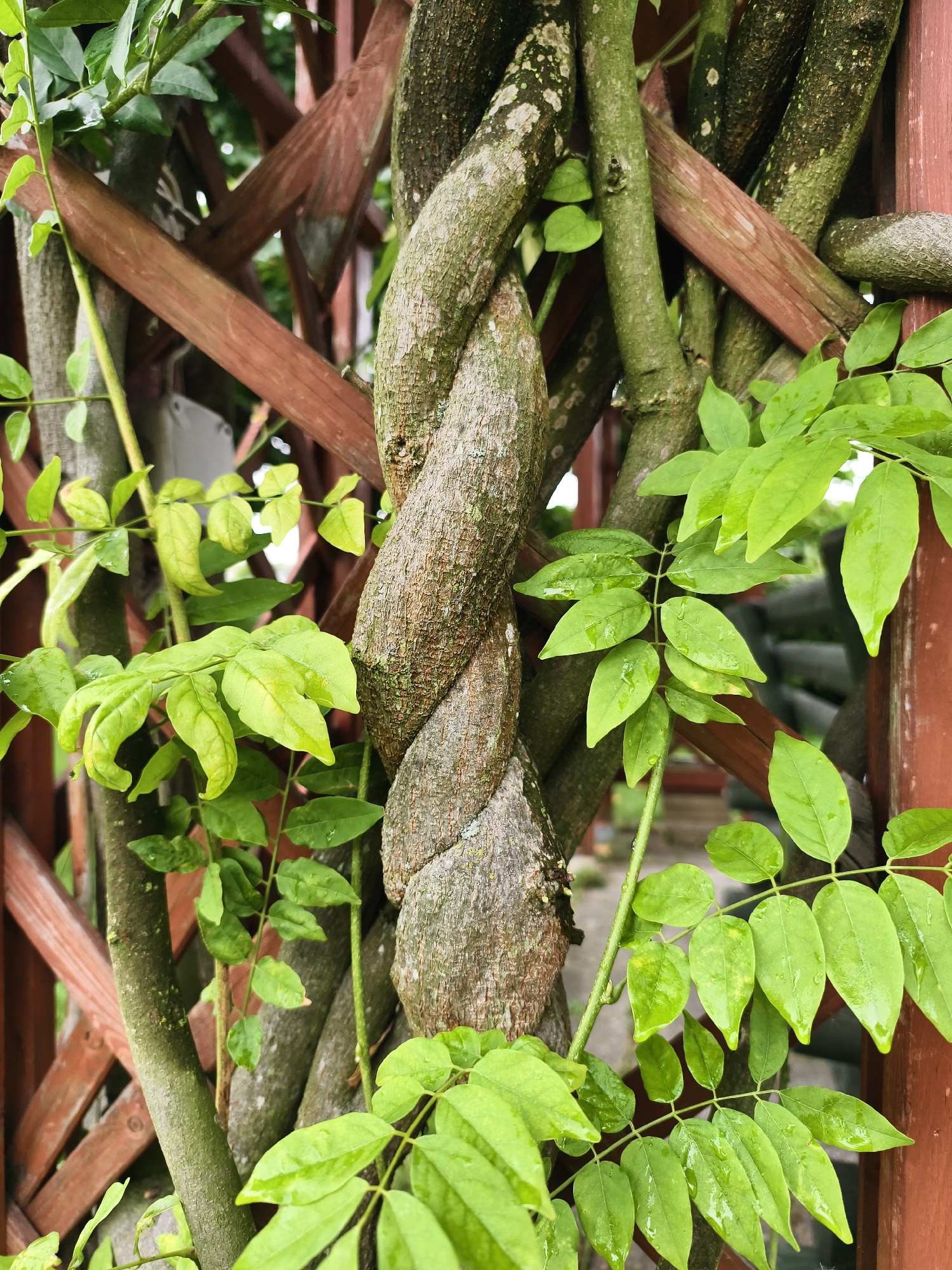 The image shows a close-up of a twisted vine entwined around a wooden lattice fence. The vine has a rough, textured bark and is covered in green leaves, some of which are wet with raindrops. The wooden fence is made of reddish-brown planks arranged in a diamond pattern. The background is blurred but suggests an outdoor environment with some greenery and possibly other structures. There are no people or animals visible in the image. The scene is located in Tczew, Poland.