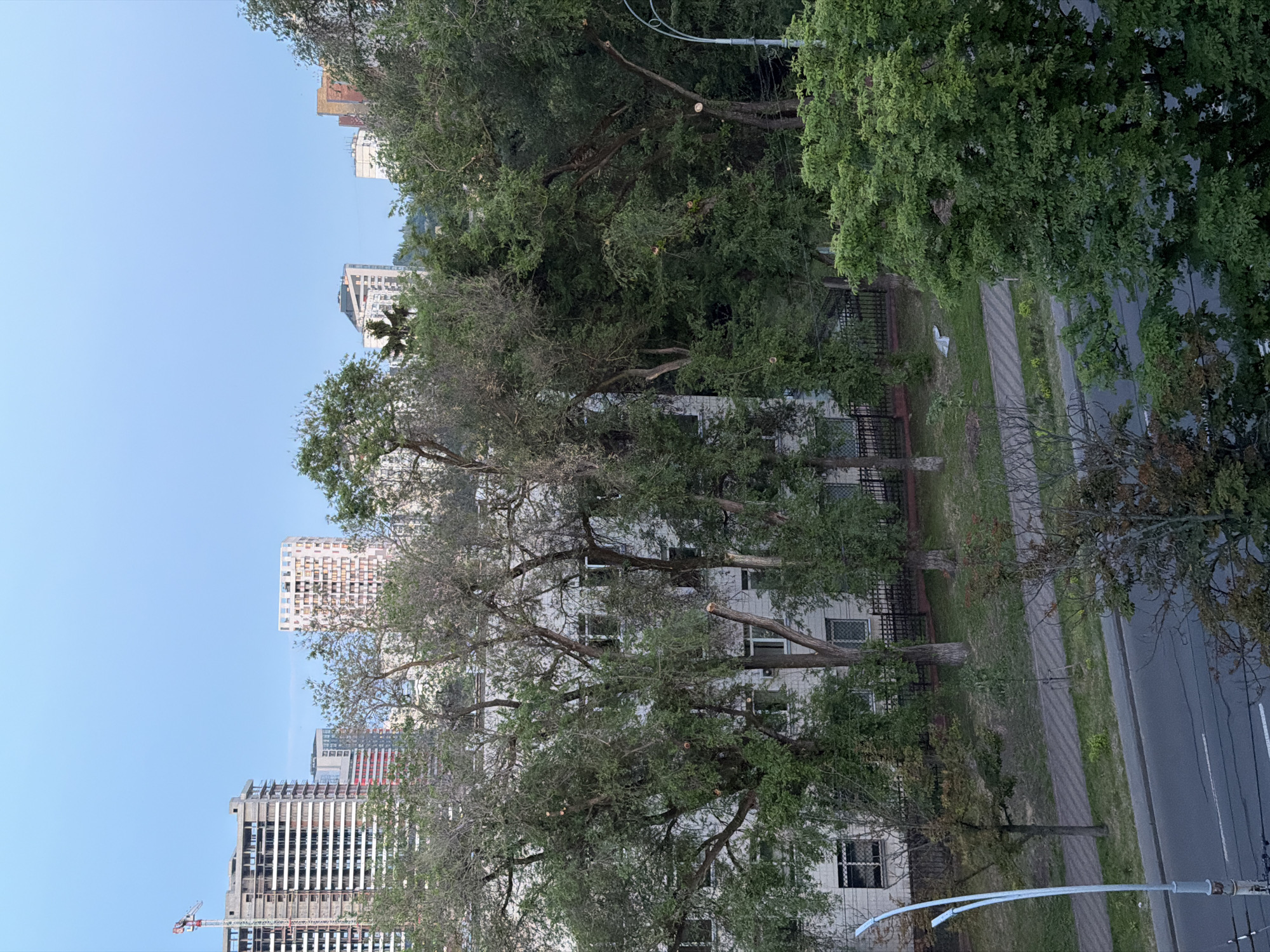 The image displays an elevated view of an urban landscape in Kyiv, Ukraine, characterized by a mix of mature trees, buildings, and a street, under a clear, bright sky.
The upper portion of the image is dominated by a light blue sky, against which several multi-story buildings, including high-rises, are silhouetted in the distance. One building in the background, towards the left, appears to be under construction, with a red and white crane visible next to it.
The middle and foreground are filled with numerous large, deciduous trees with dense green foliage. Many of these trees exhibit visible signs of recent pruning, with several branches showing fresh, light-colored cuts. These trees partially obscure views of white-colored, multi-story buildings with numerous windows, which are located behind them.
A paved street with white lane markings runs horizontally across the right side of the image, bordered by a gray sidewalk and a strip of green grass. A dark metal fence is visible along the edge of the grassy area. A street light pole with an arc-shaped arm extends into the frame from the right. A white plastic bag is visible on the grass beside the sidewalk.
The scene appears to be taking place on a clear day, possibly late afternoon or early morning, given the even lighting and absence of harsh shadows. There are no people visible, nor is any text discernible within the frame. The overall impression is one of a maintained urban environment.