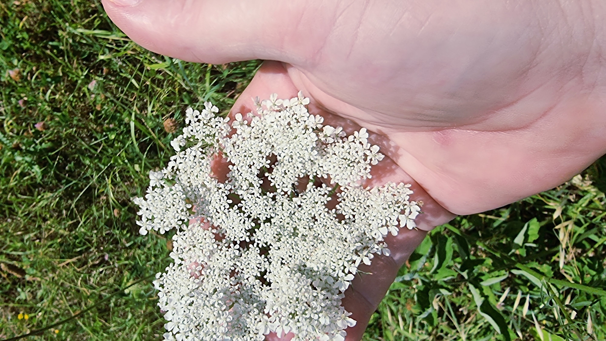 A close-up, over-the-shoulder shot shows a person's open palm holding a large cluster of small, white flowers, likely Queen Anne's Lace, against a blurred green grassy background. The hand is pale with visible creases and a small red mark on the palm. The flowers are delicate and lace-like, with many tiny white petals forming a flat-topped cluster. The scene appears to be outdoors in a natural setting, possibly a field or meadow, under bright sunlight which casts shadows. The location in Sant Joan Les Fonts, Spain, is not visually evident from the image itself.