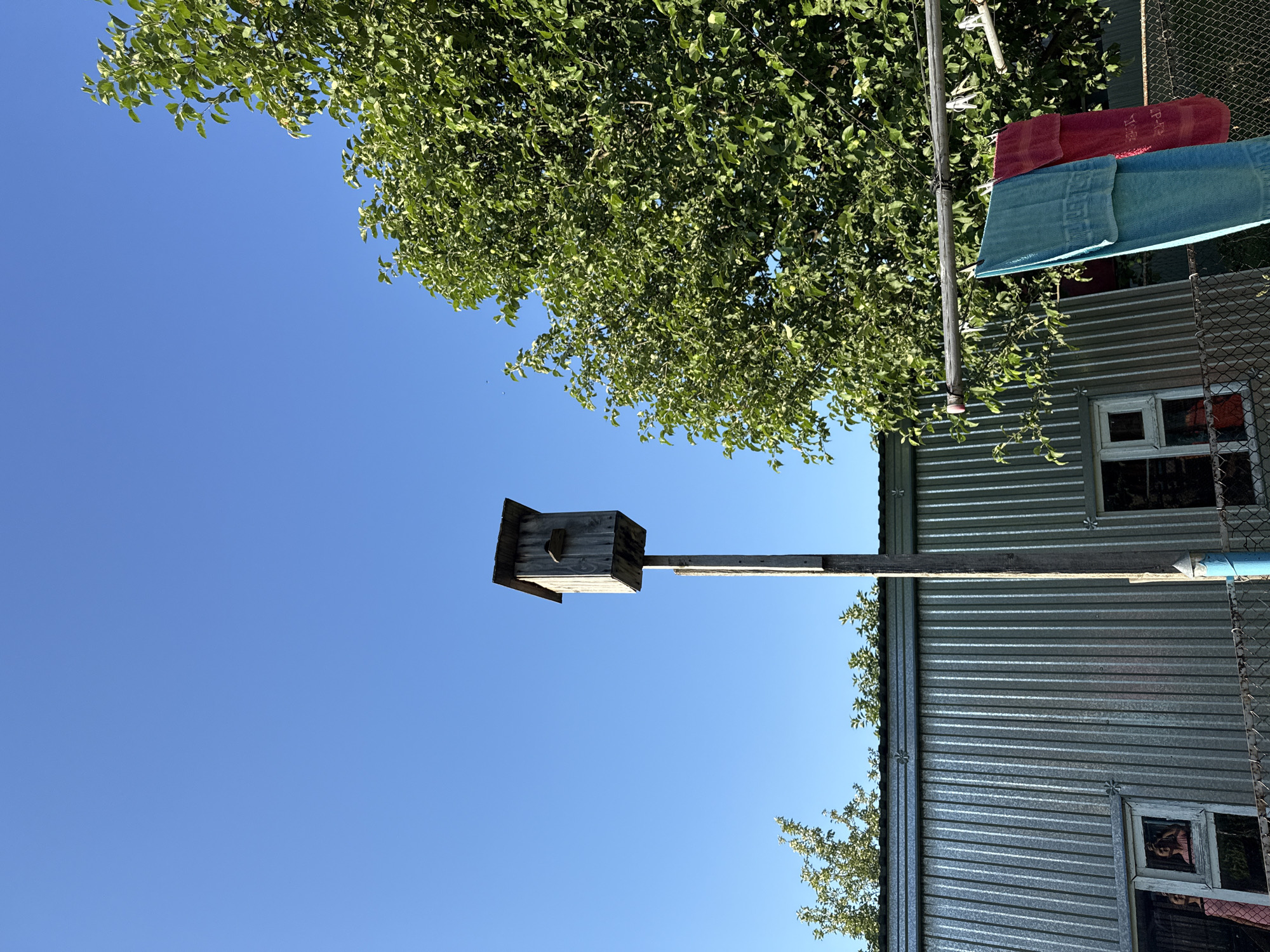 A low-angle, vertical outdoor shot captures a clear, bright blue sky above a scene of rural life. In the center, a tall, weathered wooden birdhouse sits atop a pole, its roof angled against the sun. To the right, a large, leafy green tree dominates the frame, its branches reaching towards the sky. Below, a corrugated metal building runs across the lower portion of the image. Two windows are visible on the building's facade, one showing a partial view of a person. In the foreground, a clothesline stretches across, displaying two colorful towels – one blue and one red – suspended by clothespins. A chain-link fence runs along the bottom edge of the image, separating the viewer from the building and clothesline. The scene suggests a sunny day in a somewhat rustic setting.