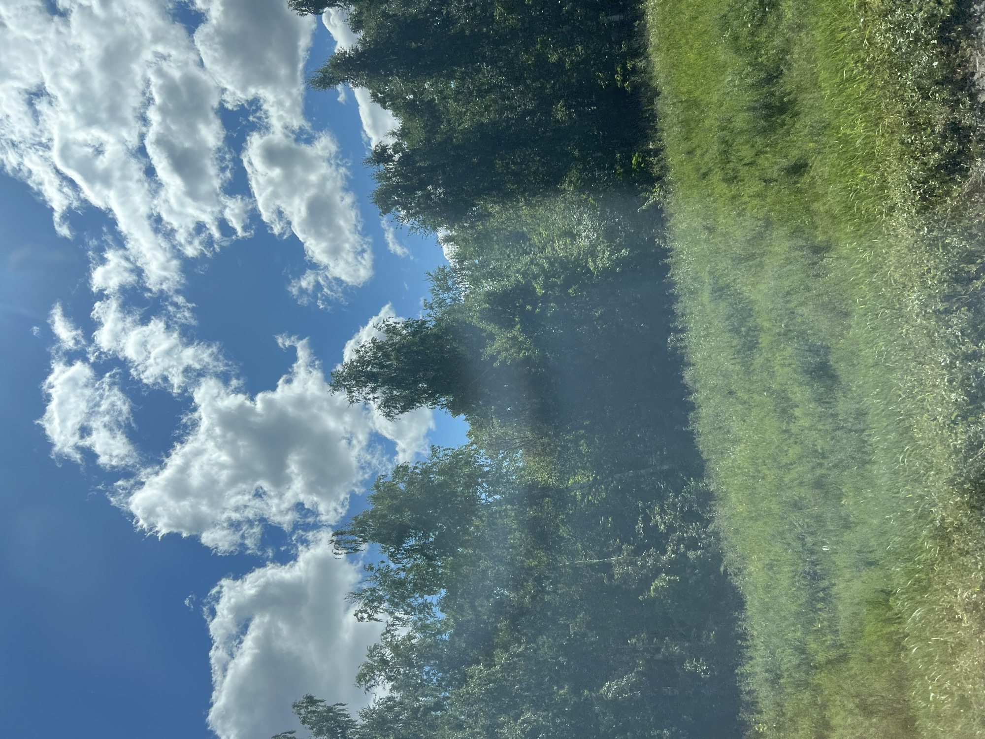 An outdoor, eye-level, medium shot captures a bright, sunny day with fluffy white clouds scattered across a clear blue sky. The top third of the image is dominated by the sky. Below the sky is a dense line of lush green trees, forming a forest. The trees are varied in height and density, with some appearing taller and more slender, possibly birch trees, while others are broader and fuller. The sun shines through the foliage, creating a slight haze or glow in the middle ground. The bottom third of the image consists of a sloping field covered in tall, green grass and wildflowers. The overall scene depicts a natural landscape, likely on the outskirts of a settlement, given the reference to Ozerki, Russia. There are no people or animals visible in the frame, and no specific objects or actions to note. The environment is characterized by natural vegetation and clear weather.