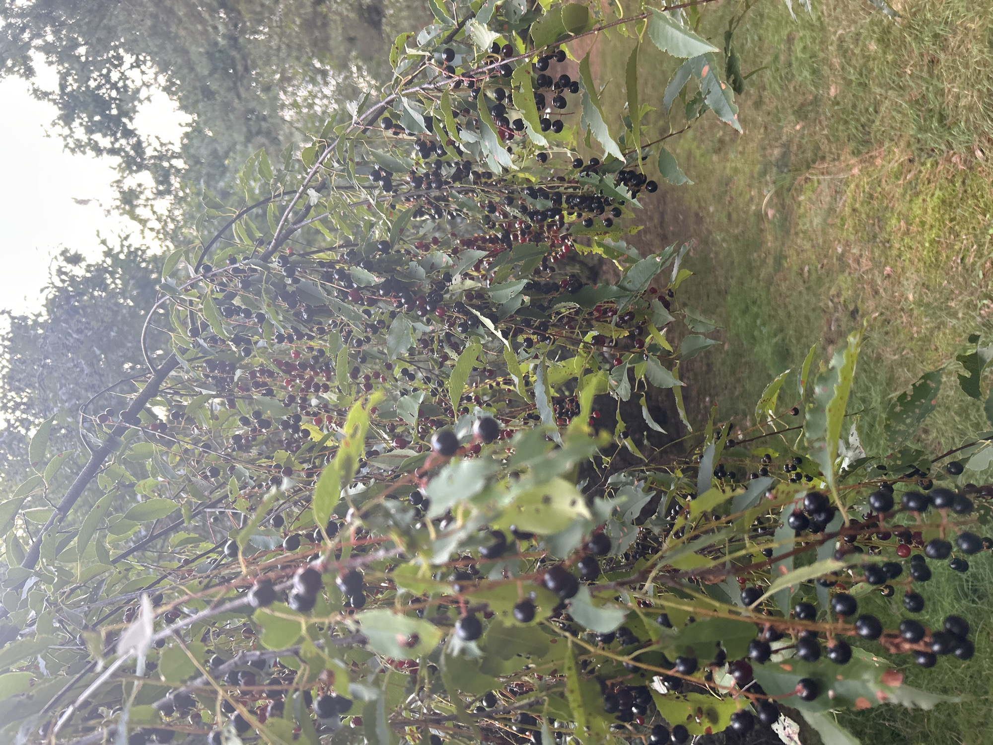 A close-up, eye-level shot captures a branch laden with dark, ripe berries, likely chokecherries, in Nietrzanowo, Poland. The berries hang in dense clusters from thin stems, interspersed with vibrant green leaves, some of which show signs of wear. The branches, a deep reddish-brown, arch downwards, creating a natural curtain effect. Beyond the immediate foliage, a soft-focus background reveals a grassy area leading into a wooded expanse, with the bright sky peeking through the canopy. The overall lighting is diffused, suggesting an overcast day or the soft light of early morning or late afternoon. No people or animals are visible in the frame.