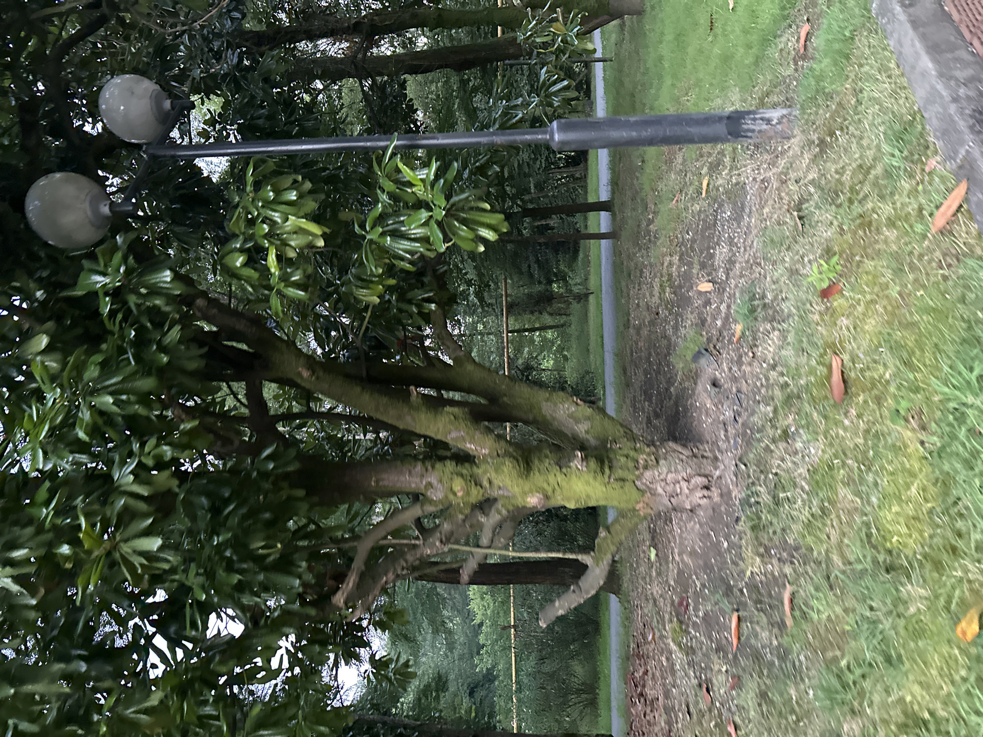 The image depicts a park scene with lush green trees, grass, and a pathway. In the foreground, a tree with moss-covered bark stands to the left, and a lamppost with two globe-shaped lights is to the right. Fallen leaves are scattered on the ground. In the background, more trees and foliage create a dense canopy, with a yellow horizontal line visible between some trees, possibly a fence or barrier. The lighting suggests an overcast day or early evening. The image does not contain any people. The scene is calm and natural.