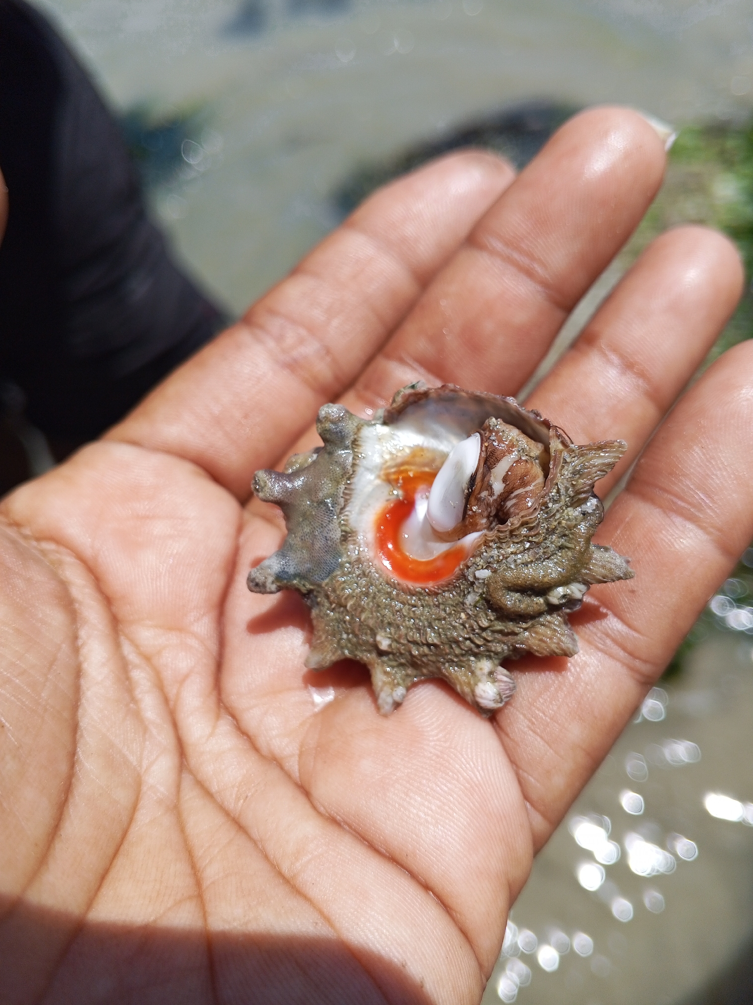 A hand is holding a sea snail with a spiky shell. The opening of the shell reveals a white and orange interior. The background is blurry, showing water and some green vegetation. The location is Unknown, Unknown.