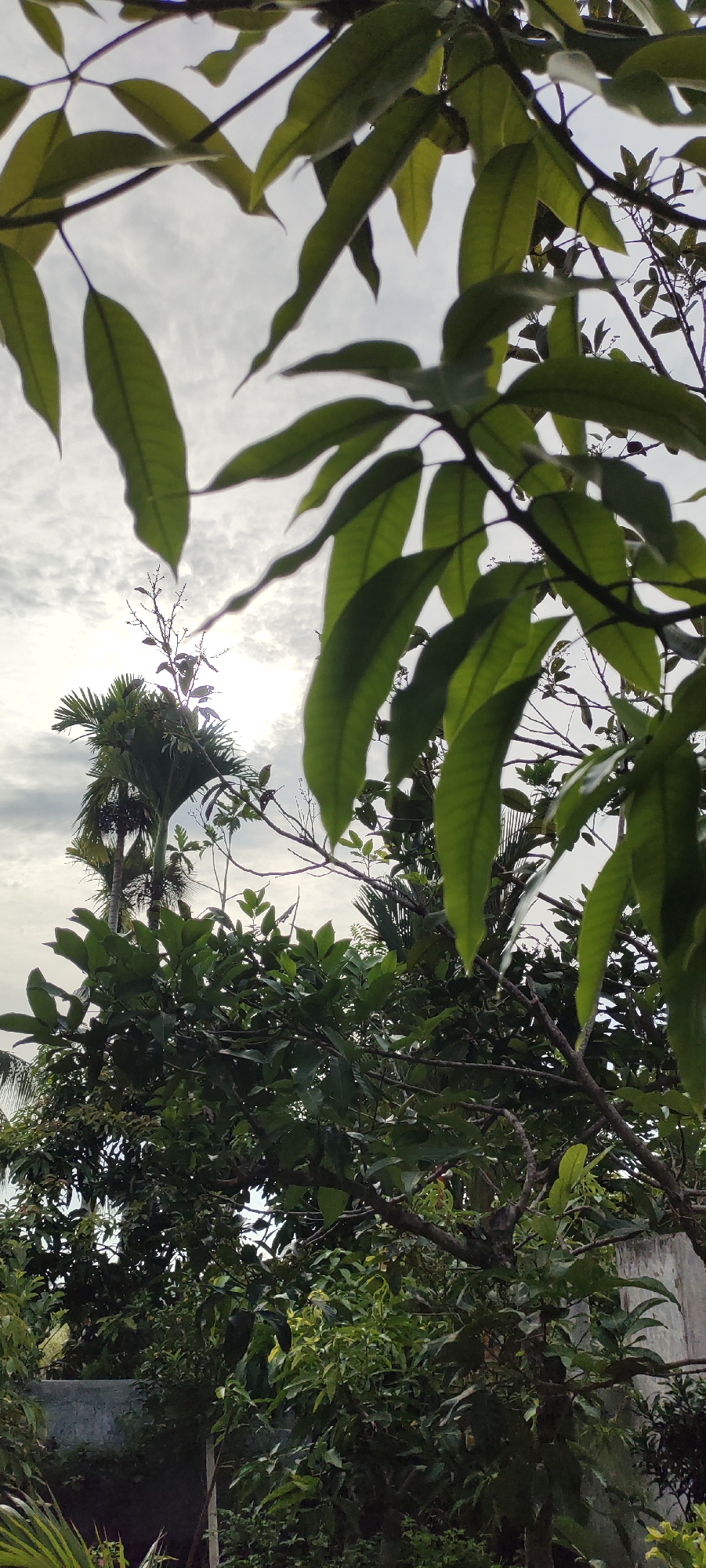 A photograph taken outdoors in Lhokseumawe, Indonesia, shows a close-up view of lush green foliage with a cloudy sky in the background. The foreground is dominated by large, vibrant green leaves and branches of what appears to be a mango tree, obscuring parts of the sky and other trees. In the middle ground, there are palm trees and dense greenery, suggesting a tropical environment. The sky is overcast with textured clouds, allowing diffused sunlight to filter through. The overall impression is one of natural abundance and a slightly moody atmosphere due to the cloudy sky.