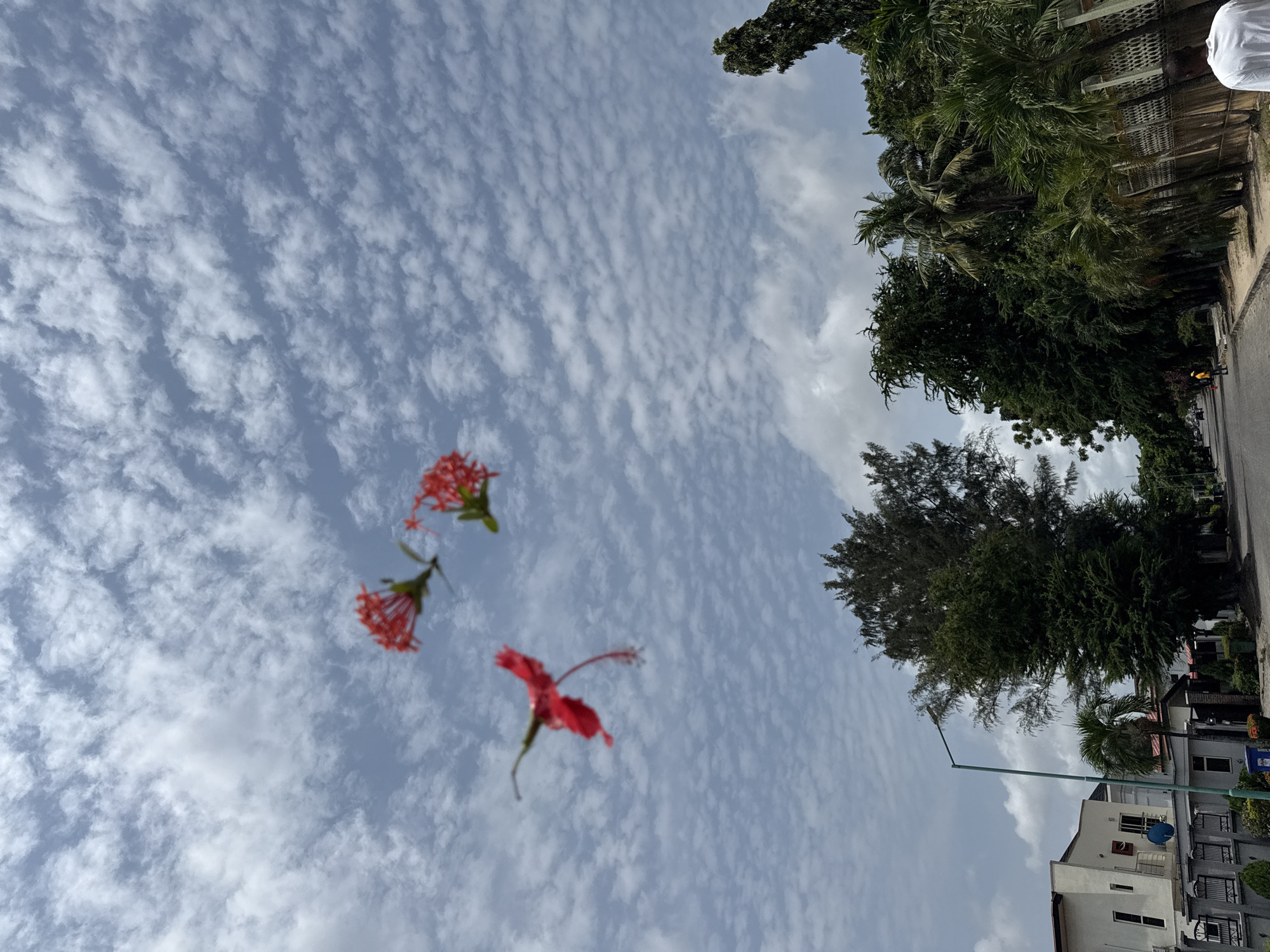 The photograph captures an outdoor scene, oriented vertically with the top to the left, showcasing a street or residential area under a bright, cloudy sky. In the foreground, several red flowers appear suspended against the light blue sky, which is dotted with numerous small, white, patchy clouds. These flowers include a single prominent red hibiscus bloom with an extended stamen, and two clusters of smaller red flowers, possibly from an Ixora plant.
To the right side of the frame, a vibrant green landscape is visible, featuring dense foliage and several tall trees, including palm trees. A paved road or pathway runs along the bottom-right, bordered by structures. Partial views of multi-story buildings are seen behind the trees and bordering the street, displaying architectural details such as windows, balconies, and a blue satellite dish on one building. A street light pole also stands in this area.
A person wearing a white shirt is partially visible in the far upper-right corner of the image, near the trees. Another individual in yellow clothing is faintly discernible further down the street. The bright, even lighting suggests it is daytime, likely mid-morning or early afternoon, under fair weather conditions. The presence of tropical vegetation and urban structures aligns with the provided location context of Lekki, Nigeria. There is no discernible text visible in the image.