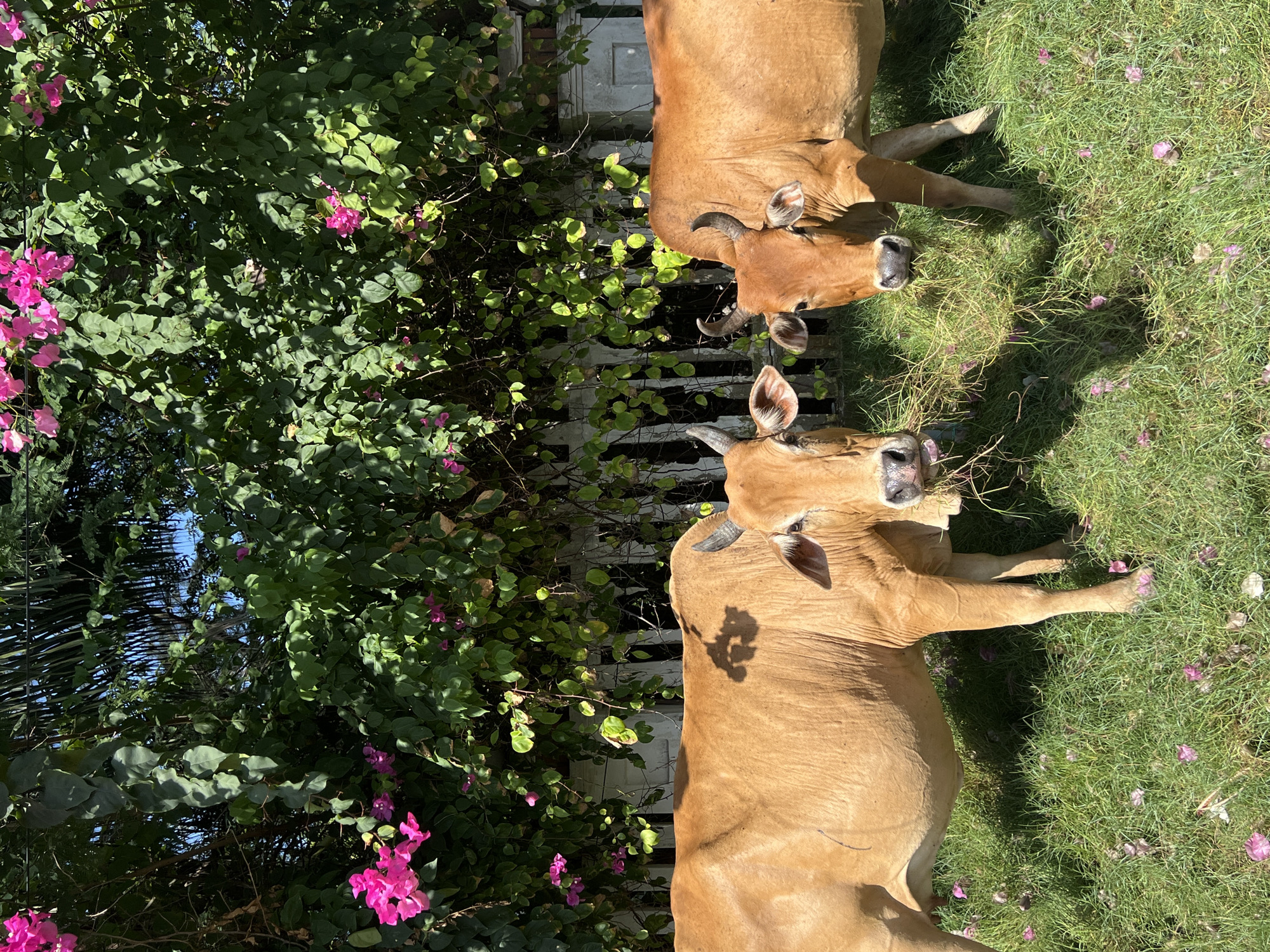 Two brown cows are standing on a lawn in Dong Ninh Hoa Ward, Vietnam. The lawn is covered in green grass interspersed with fallen pink bougainvillea flowers. A bush with green leaves and pink bougainvillea flowers stands beside the cows. In the background is a white fence with some greenery growing on it. The image is taken during the day with sunlight casting shadows on the scene.