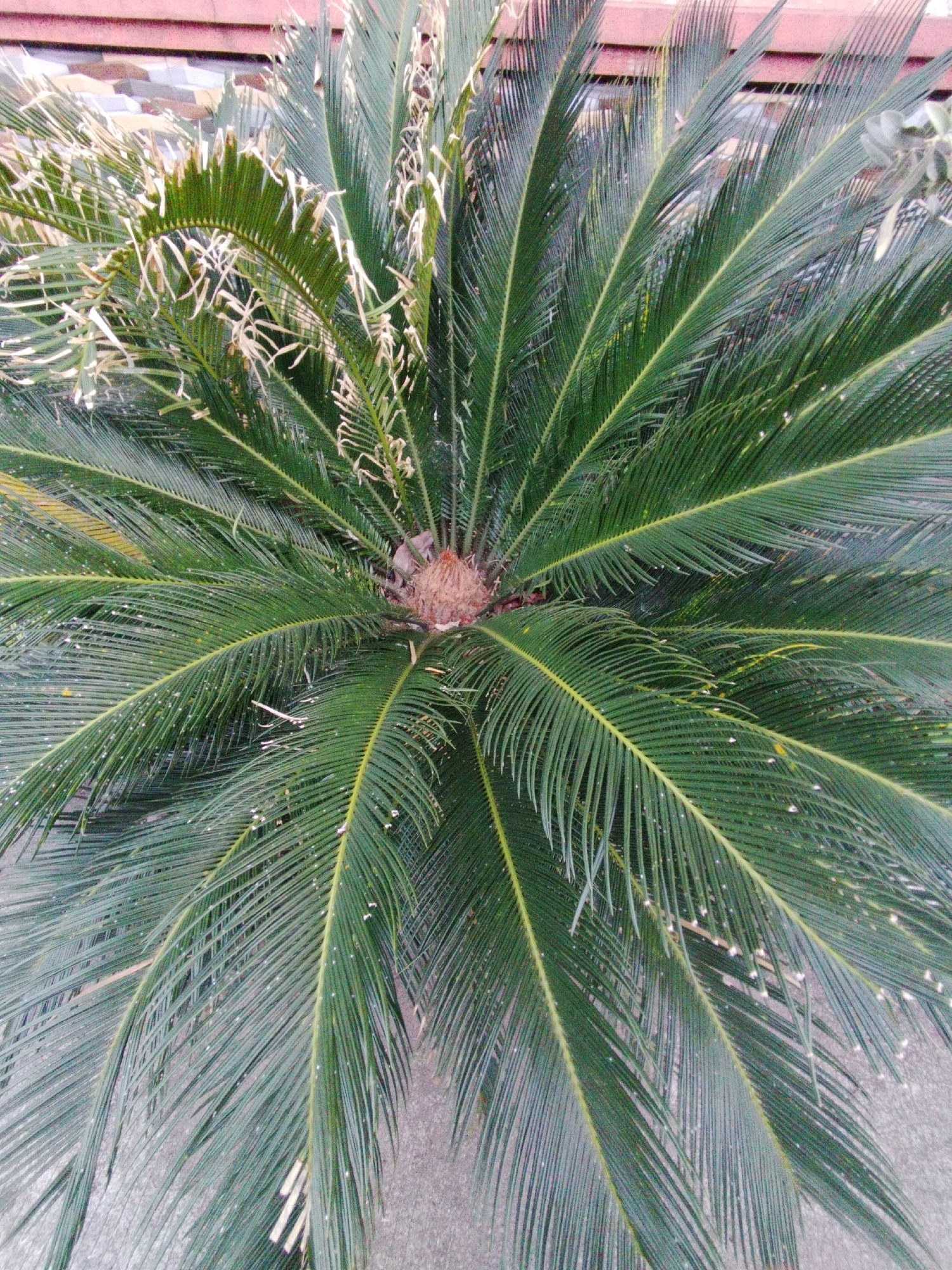 The image is an overhead shot of a sago palm plant in Bojong Gede, Indonesia. The plant has lush green fronds radiating outwards from a central, brown core. Some of the fronds show signs of browning and wilting at the tips. The ground beneath the plant appears to be a gray, paved surface, possibly concrete or stone. In the background, a reddish-brown structure with a tiled pattern is visible, suggesting it could be part of a building or wall. The overall environment appears to be outdoors, possibly in a garden or courtyard setting. There are no people or animals visible in the image. The lighting suggests it may be daytime, but the overcast conditions reduce harsh shadows.