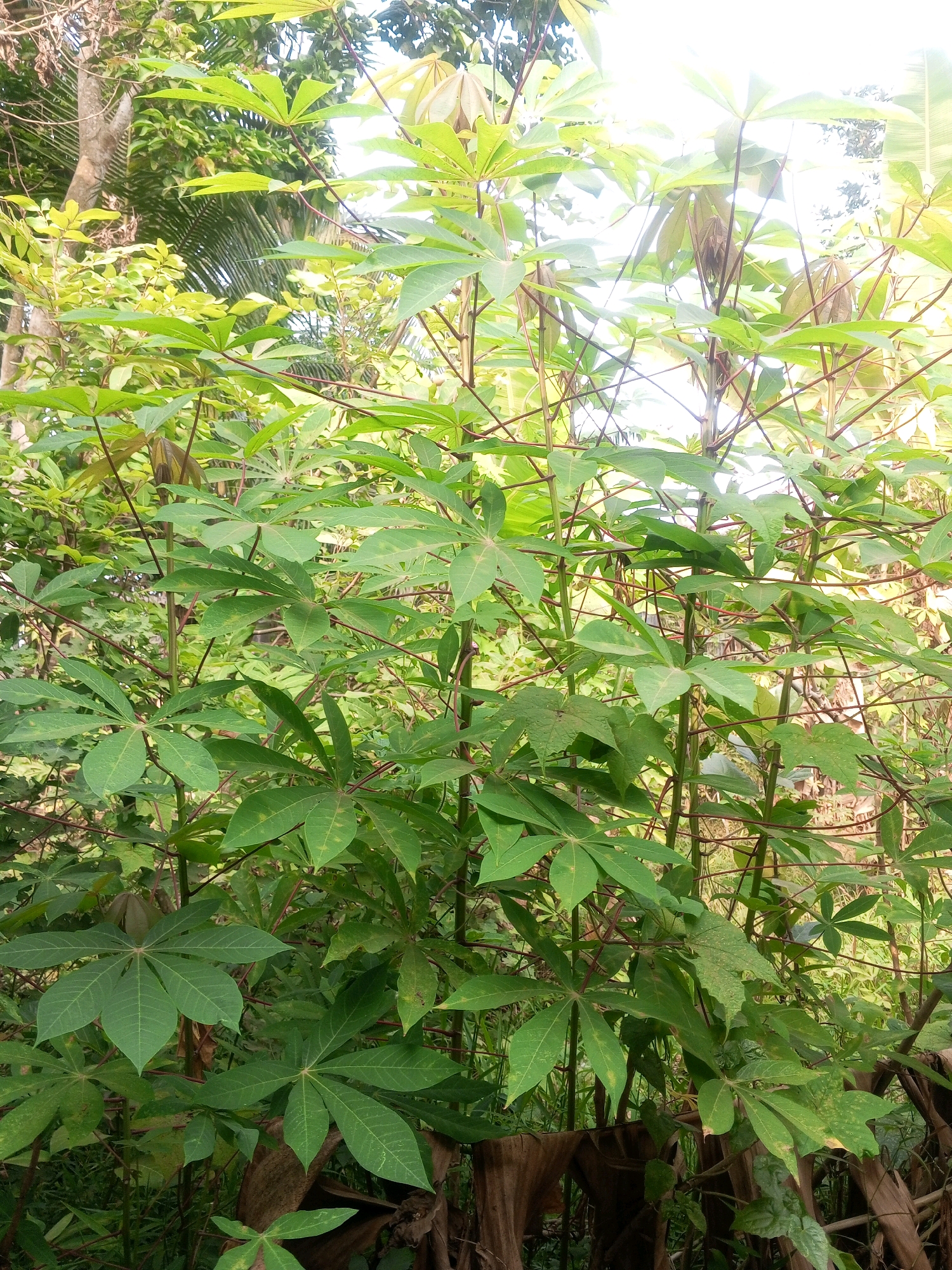 A medium shot captures a dense cluster of cassava plants with vibrant green, palmately lobed leaves and reddish-brown stems. The plants are arranged in the foreground, with their foliage filling most of the frame. The background is a blur of more green foliage, suggesting a lush, tropical environment, and a bright sky. The scene appears to be in a natural setting, likely outdoors in a village area of Cimarga, Indonesia, given the abundant vegetation and the typical appearance of such crops in rural Southeast Asia. No people or animals are visible in the image. The lighting is bright, suggesting daylight, possibly with some overexposure in the upper portion of the image due to direct sunlight.