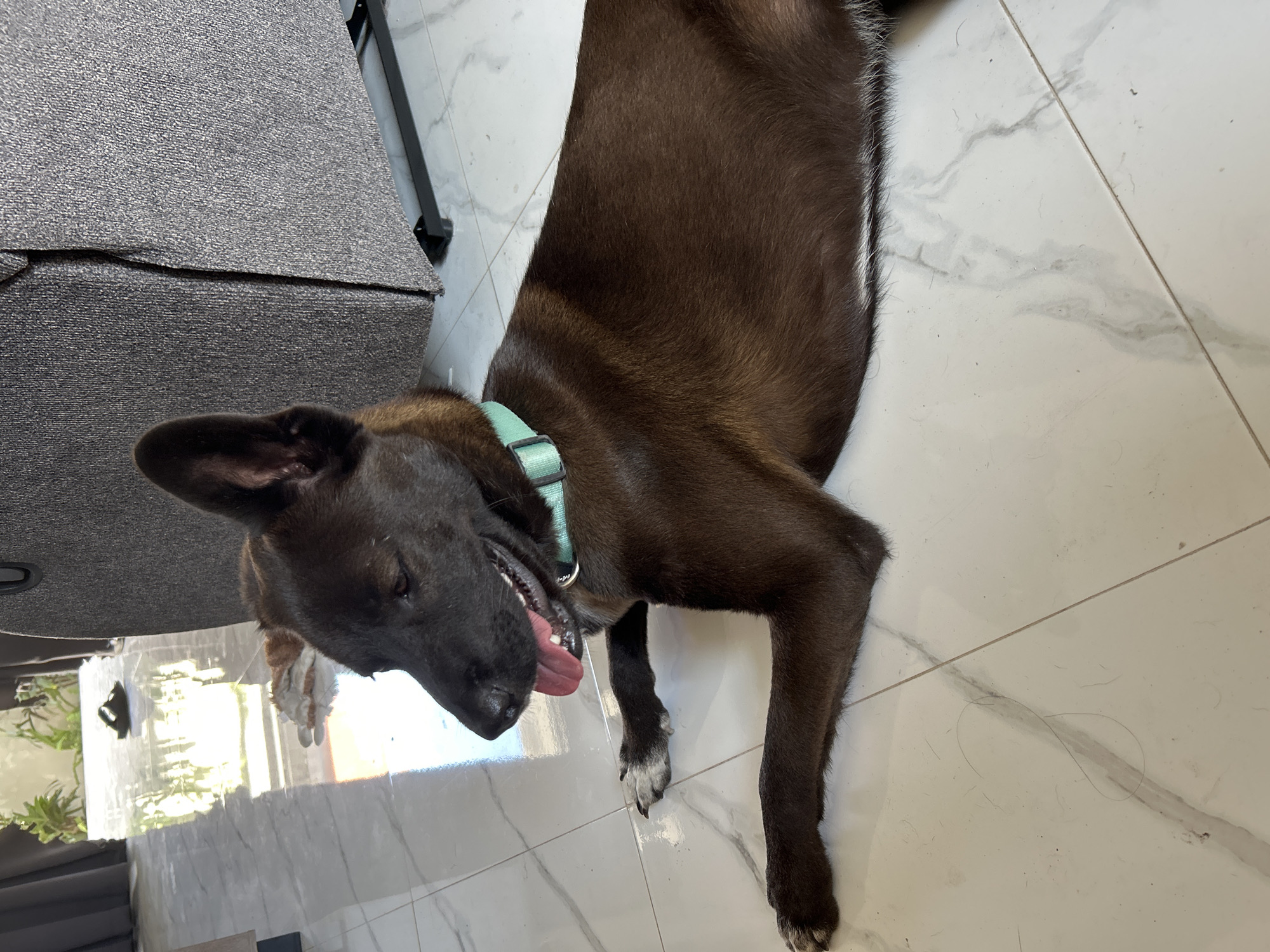 A dark brown dog with pointed ears and a light green collar lies on a white tiled floor in a room. Sunlight streams in from an opening, creating reflections on the floor. In the background, a portion of a gray sofa is visible, and beyond that, a glimpse of plants and footwear through an open doorway. The dog appears relaxed, with its tongue slightly out. There are some stray hairs on the floor. The scene is indoors, likely in a residential setting, in Sukawati, Indonesia.