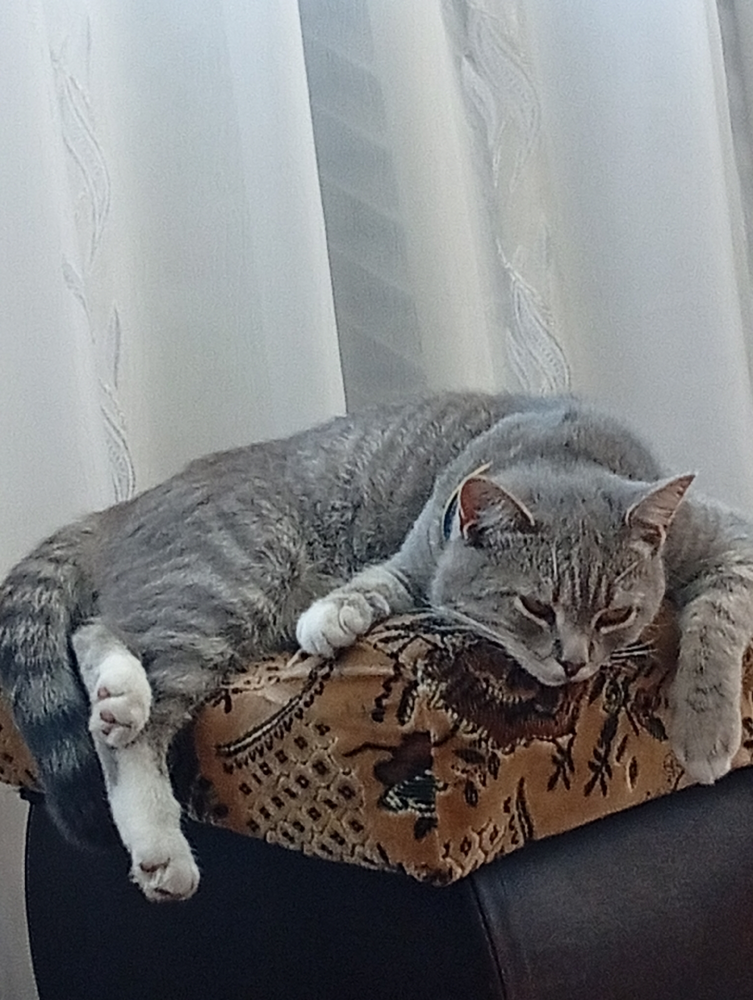 A gray tabby cat is sleeping on a patterned cushion. The cat is lying on its side with its head resting on the cushion. Its eyes are closed and its mouth is slightly open. The cat's fur is gray with darker stripes. The cushion is brown with a floral pattern. The background is a blurred white curtain. The scene appears to be indoors in a residential setting.