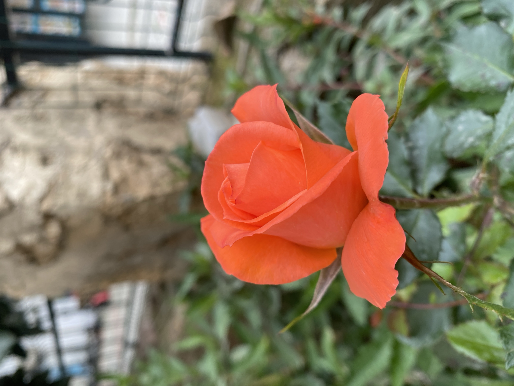 The image features a vibrant orange rose in partial bloom. The rose is centrally positioned with a background of greenery and a blurred, nondescript structure possibly made of light-colored stone or brick. There is also some unidentified shelving or storage in the background. The location is identified as Alanya, Turkey. There is no evidence of people, specific actions, or interactions. The image focuses on the single rose and its immediate surroundings.