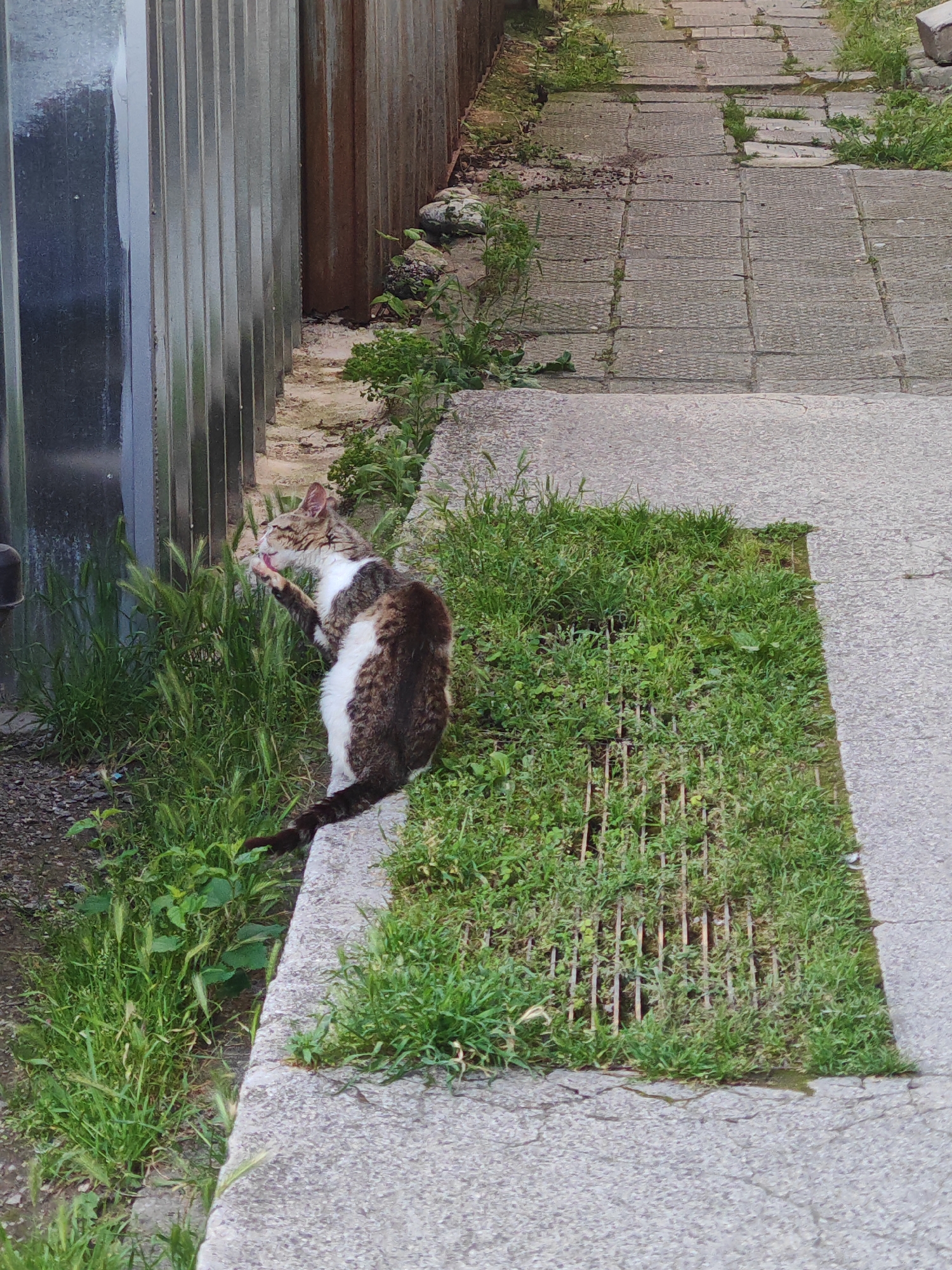 A tabby and white cat is grooming its paw in the grass next to a concrete walkway. The cat is sitting on the edge of the walkway, with its body facing away from the camera. The walkway is made of large, grey concrete slabs, and there is grass growing between the slabs and in a rectangular patch with a grate. Behind the cat, there is a metal fence. The scene appears to be an outdoor urban environment in Plovdiv, Bulgaria.