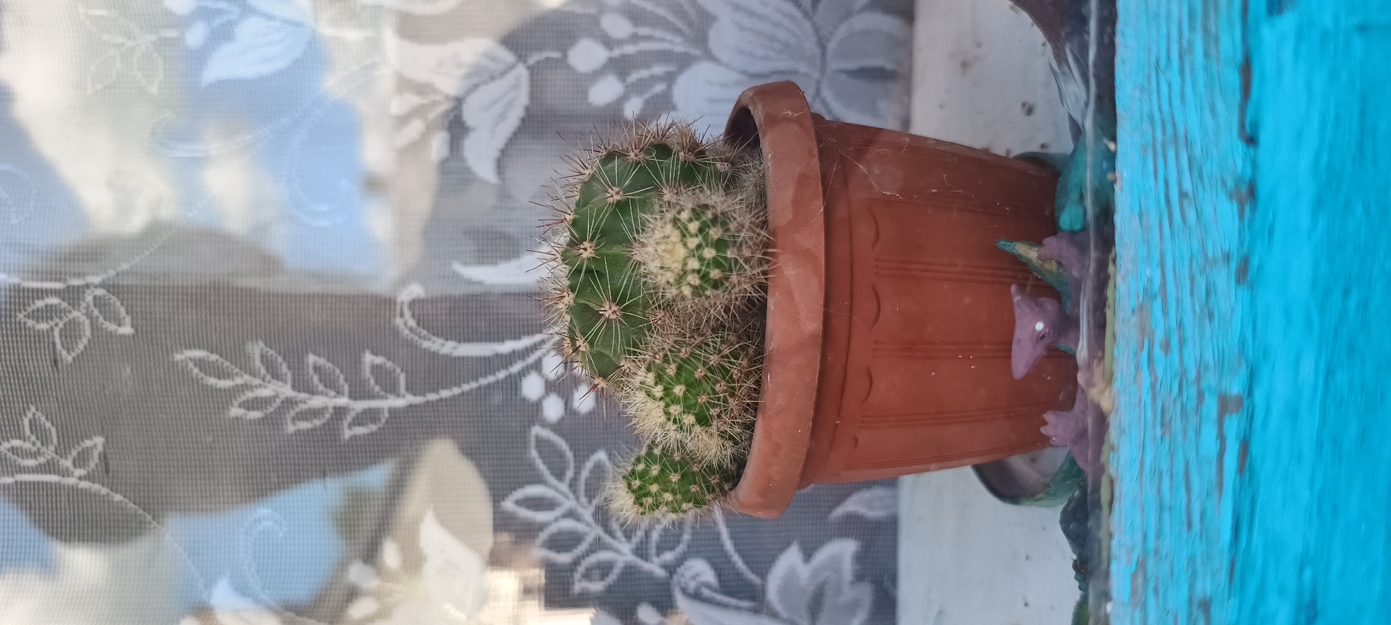 This is a close-up, vertical shot of a potted cactus. The cactus is green with numerous spines and appears to be growing multiple pups from its base. It is planted in a reddish-brown plastic pot with a ribbed texture. The pot is tilted to the right, and a few small, colorful decorative figurines, possibly dinosaurs or mythical creatures, are attached to its side.
Behind the cactus and its pot, there is a sheer, white lace curtain with a floral pattern. The curtain is semi-transparent, allowing light to pass through, creating a soft, diffused background. The lighting suggests it is daytime, possibly near a window where the curtain is hung. The overall setting appears to be indoors, perhaps on a windowsill or shelf. There is no text visible in the image.