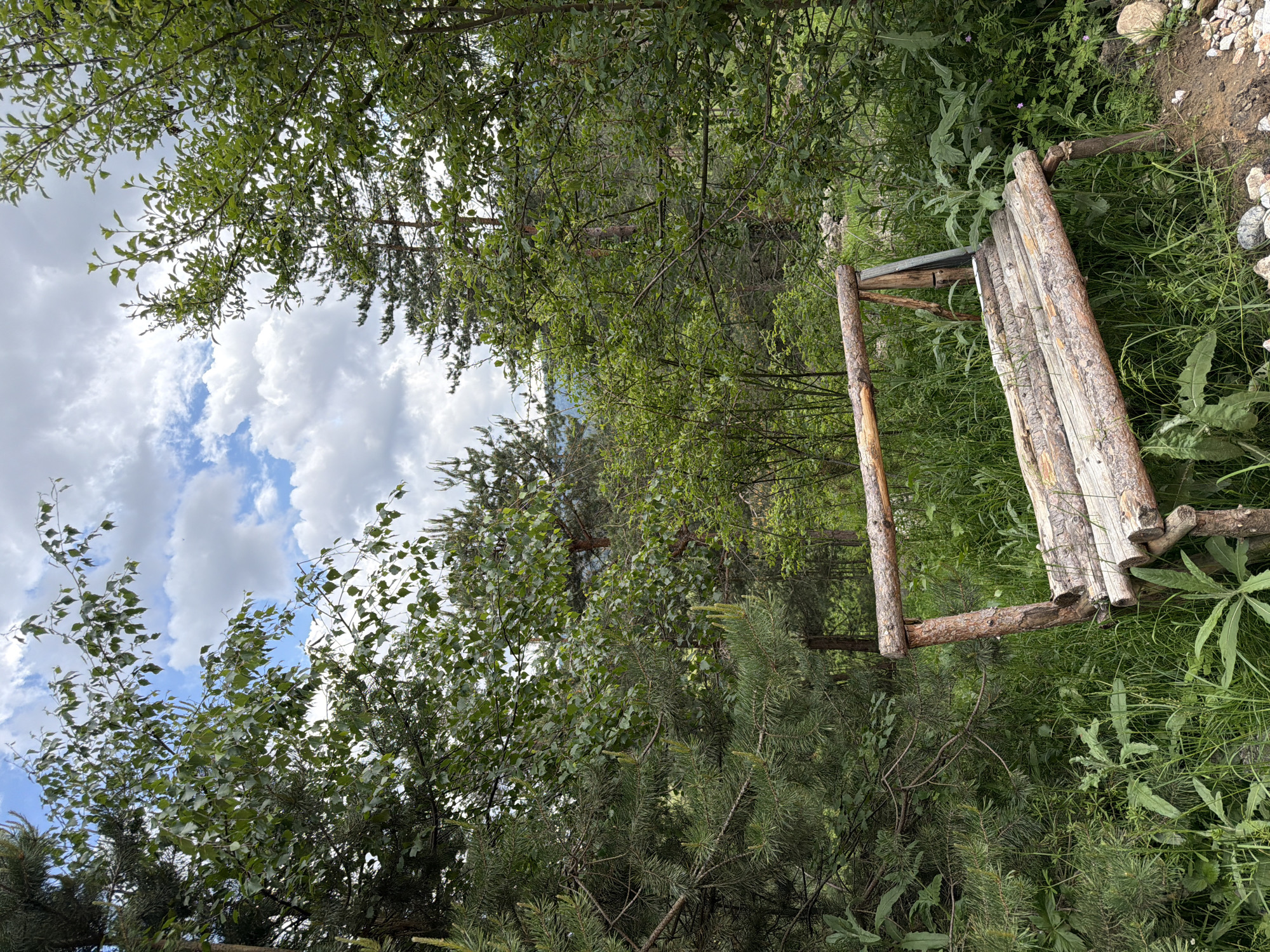 The image captures a rustic wooden bench situated within a dense forested area in Цигов чарк, Bulgaria. The bench, constructed from rough, unhewn logs and branches, is angled towards the lower right foreground, resting on a grassy incline. Dominant vegetation includes dark green coniferous trees, likely pines, on the left and in the background, and a deciduous tree with lighter green leaves visible in the upper center. The ground is covered with lush green grass and various undergrowth, with some small purple flowers visible on the right side. A patch of exposed earth and scattered small, light-colored rocks is present in the lower right foreground. The upper portion of the frame shows a partially cloudy sky with patches of blue and white cumulus clouds visible through gaps in the tree canopy. No individuals or animate subjects are present.