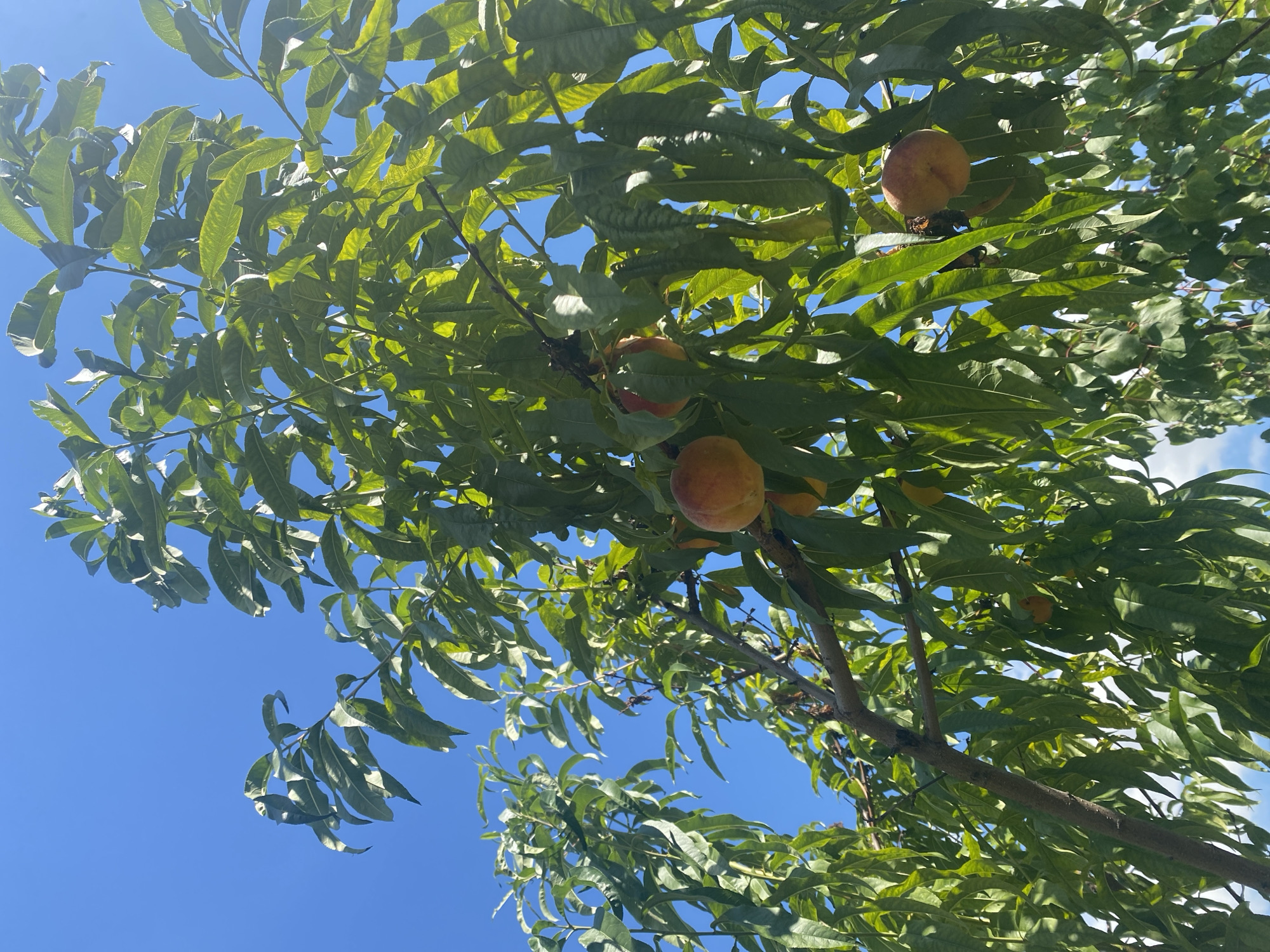 This is a low-angle, vertical, medium shot of a peach tree in the city of Târgu Neamț, Romania, on a bright, clear day. The sky is a vibrant, cloudless blue, occupying the top portion of the frame. Lush green leaves of the peach tree dominate the majority of the image, with sunlight filtering through them, creating a dappled effect. Several ripe peaches, exhibiting a reddish-orange hue, are visible hanging from branches amongst the foliage. One peach is prominent in the center-right of the image, with others scattered throughout. The branches are brown and appear to be mature. The overall impression is one of a natural outdoor scene, likely in a garden or orchard within the city. There are no people or animals present.