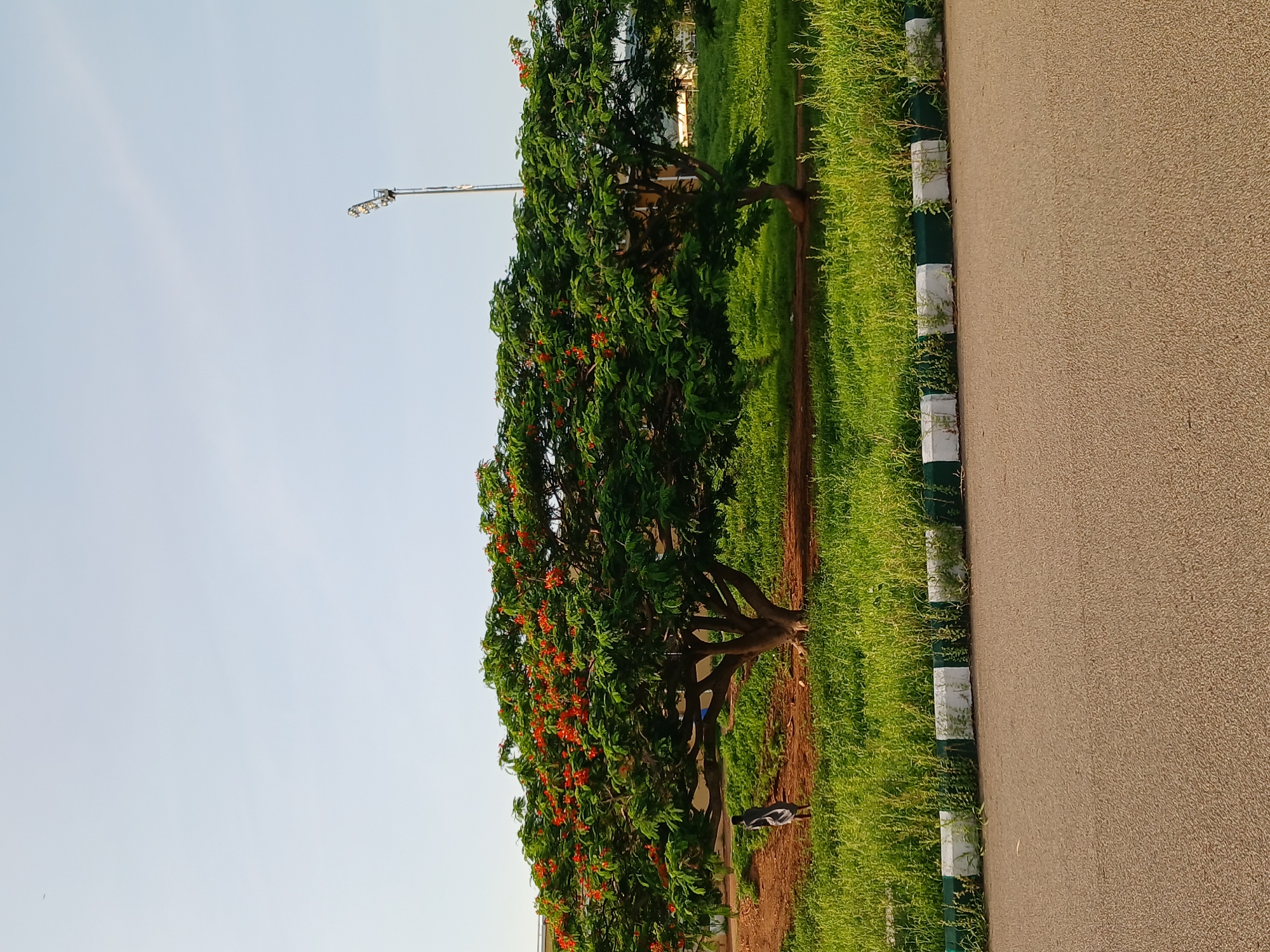 A scenic view of a street in Jalingo, Nigeria, captures a wide, paved road in the foreground, bordered by a low curb alternating between white and dark green sections, with overgrown green grass sprouting from and around it. Beyond the curb, a patch of lush green grass stretches, leading to a dirt path. Two large trees with dense green foliage dominate the middle ground. The tree on the left, larger and more prominent, is adorned with vibrant red flowers scattered throughout its branches. A lone figure, appearing to be a person dressed in dark clothing, stands near the base of this tree, facing away from the camera. In the background, the sky is a clear, pale blue, with a tall light pole visible on the right side of the frame. A few buildings can be seen in the far distance. The overall scene suggests a tranquil outdoor setting, likely a park or a residential area within Jalingo.