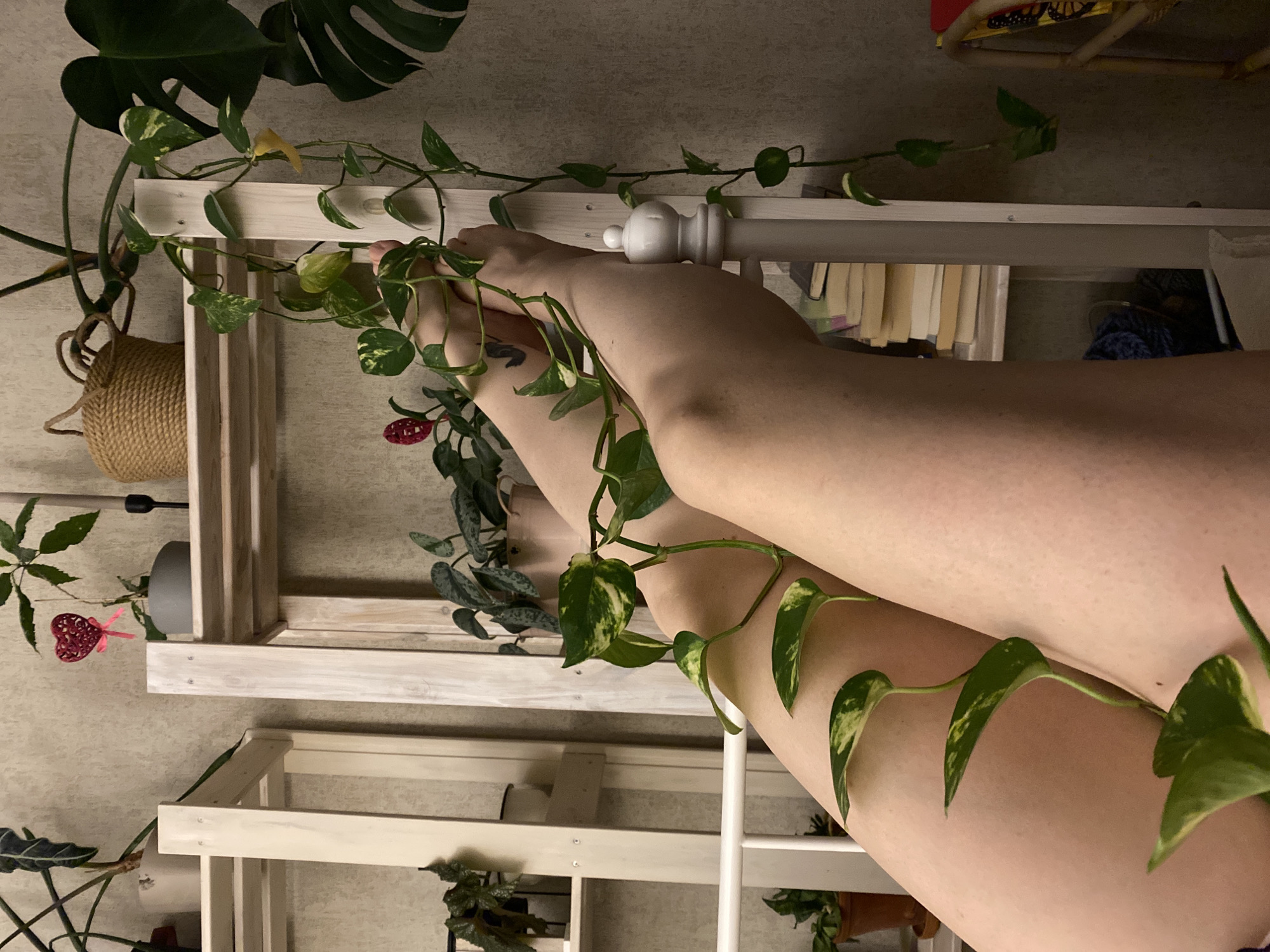 The image depicts a pale-skinned individual's legs adorned with a golden pothos vine, positioned against a background featuring a white, multi-tiered shelf. The shelf houses various potted plants, including a monstera and an anthurium. Additional objects on the shelf include a woven basket and books. The environment appears to be indoors, illuminated by ambient lighting. The location is not discernible from the image; therefore, it's impossible to confirm if this is Yekaterinburg, Russia.