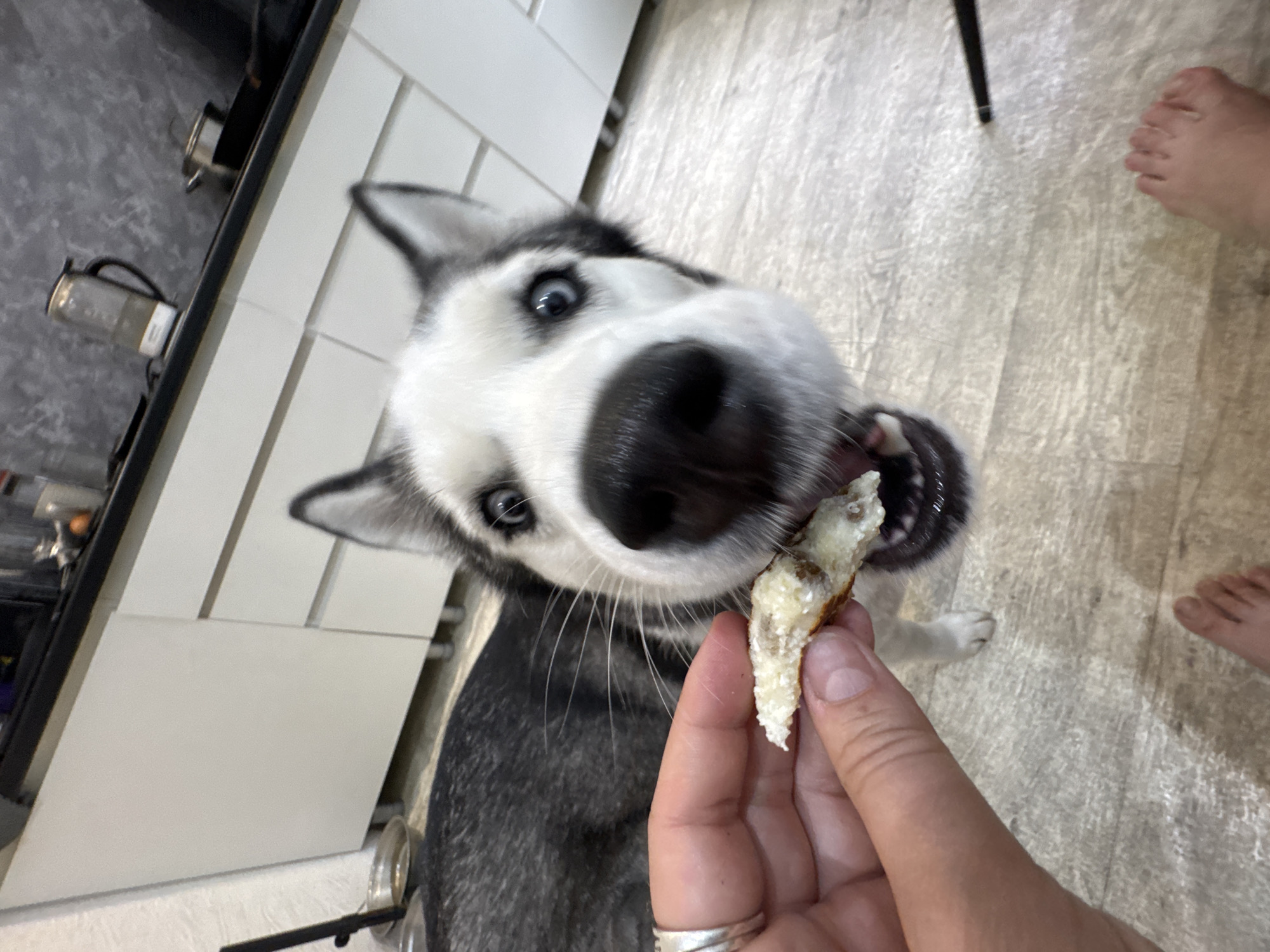 A Husky dog, predominantly white and gray, with blue eyes and black fur patches, is in the process of taking food from a person's hand. The dog is positioned close to the camera, providing a full-face view. The person's hand, holding the food, is in the foreground, with part of their wrist and fingers visible, adorned with a ring. The dog's mouth is open, displaying its teeth, as it bites the offered food. The background includes kitchen elements, like white cabinets and metallic kitchenware on a countertop, along with a light-colored, wood-look floor where a pair of human feet are visible. The location is an indoor domestic setting. The city and area are unknown.