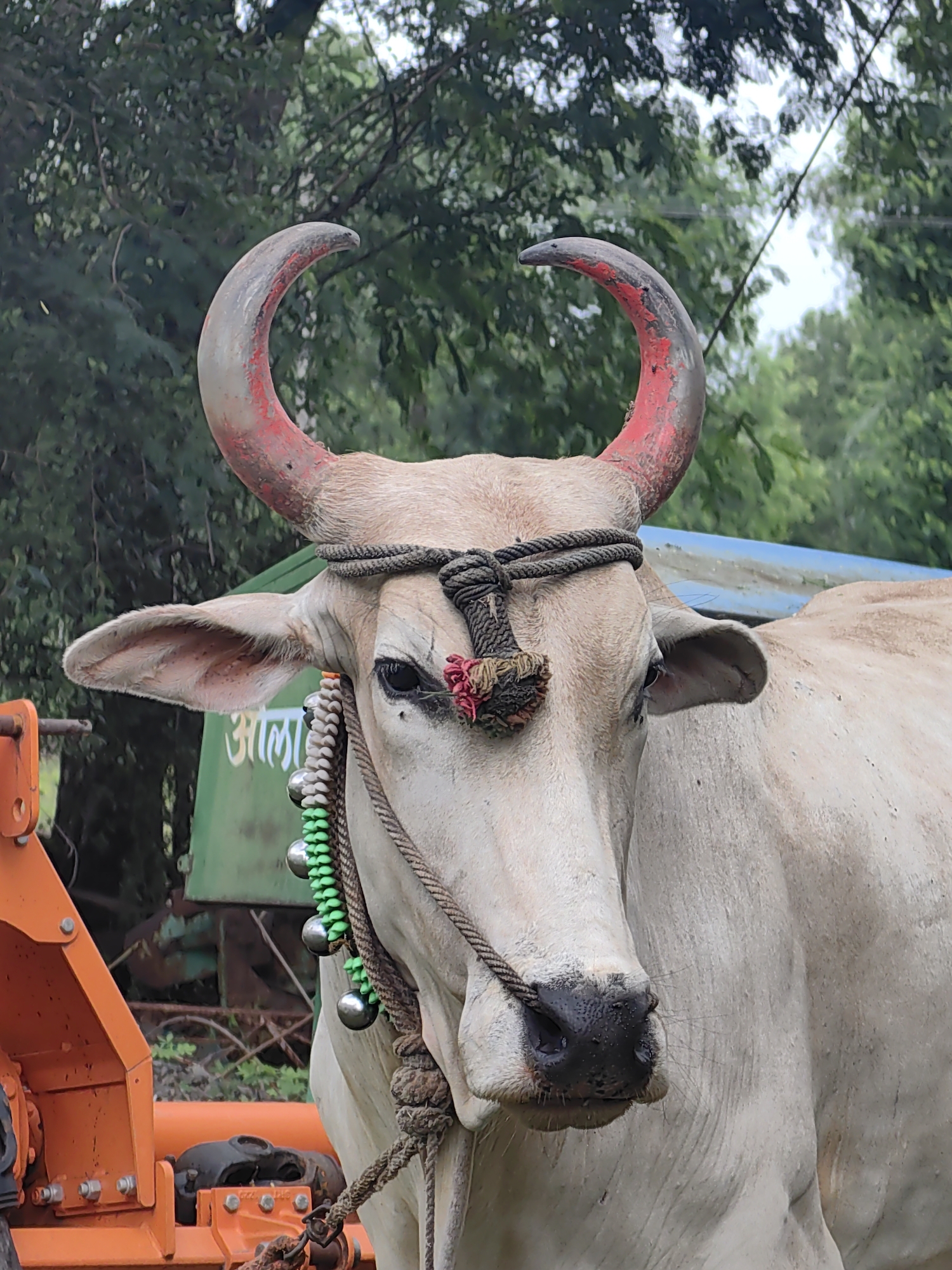 A close-up, vertical, medium shot captures a light-colored ox adorned with a red-tipped rope halter and a decorative beaded rope with bells around its neck. The ox's face is central, with its large, dark eyes visible. The background is out of focus, showing green foliage and what appears to be agricultural equipment. The lighting suggests an overcast day. The image appears to be taken in Mhaiswadi, India, an area known for its rural agricultural practices and bullock cart usage.
