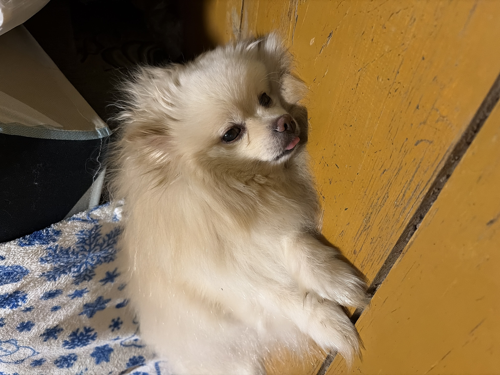 A small, cream-colored, fluffy dog is lying on its side on a blue and white patterned towel, next to a yellow wooden wall or floor. The dog is sticking its tongue out. It is plausible this image was taken in Pirogovo, Russia, but there is no verifiable indication of the location in the image.