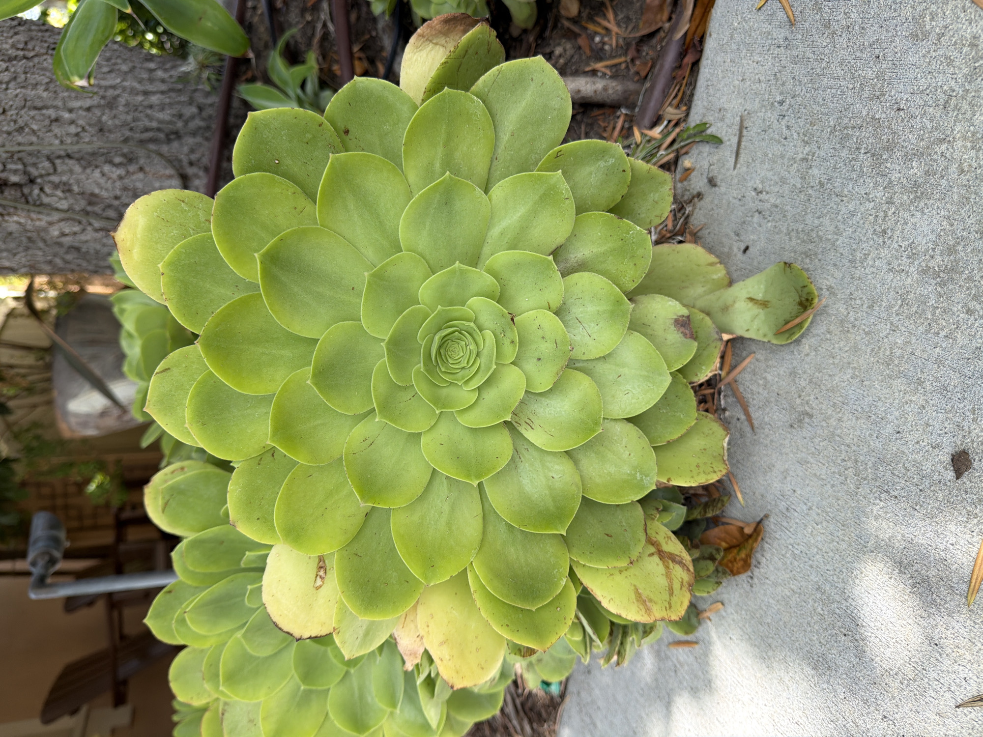 The image shows a close-up, overhead view of a vibrant green succulent plant. The plant is large and exhibits a rosette pattern with many layers of tightly packed, rounded leaves. The leaves are a bright, uniform green, with some showing subtle hints of yellow and brown, particularly on the outer edges, suggesting natural aging or slight stress. The center of the rosette is tightly coiled, indicative of healthy growth.
The succulent is situated outdoors, bordered by a textured concrete surface on the right and the base of a tree trunk on the left. The ground around the plant appears to be covered with soil, mulch, and some dry leaves and pine needles, suggesting a garden or natural landscaping setting. In the background, to the left and out of focus, there are hints of other greenery and some man-made structures, possibly part of a patio or backyard. The lighting suggests it is daytime, with some shadows indicating the sun is not directly overhead. The overall scene is calm and natural. No people, text, or specific events are depicted. The location context of Irvine, USA, aligns with the presence of drought-tolerant plants like succulents and the common use of concrete in landscaping.