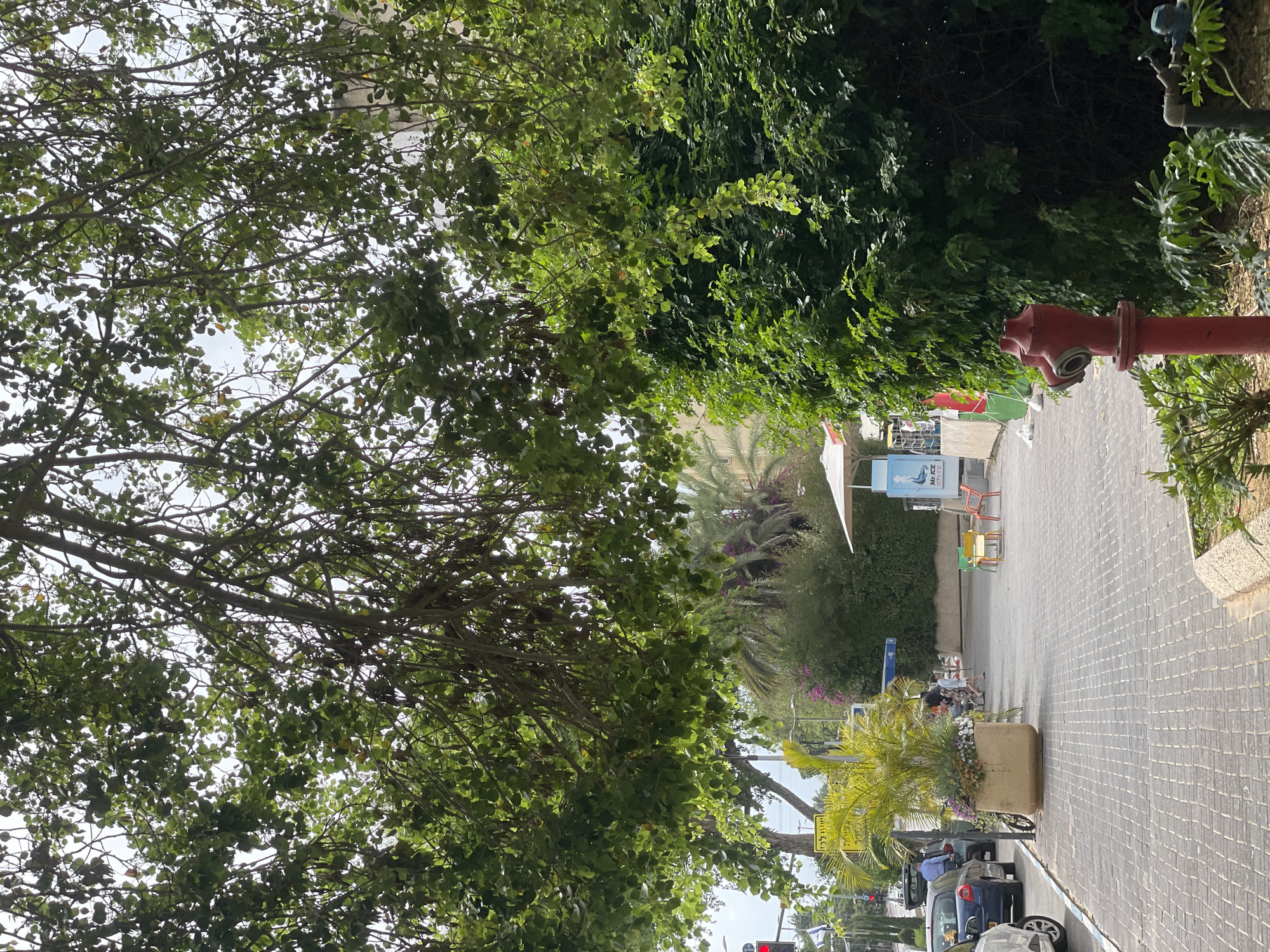 This photograph depicts a street scene in Raanana, Israel, heavily shaded by trees. The paved road is empty except for some people at a table. A red fire hydrant stands in the upper right corner. In the lower section, cars are parked along the curb. A planter with a palm tree and flowers sits beside the sidewalk. A blue sign in Hebrew is visible near the table.