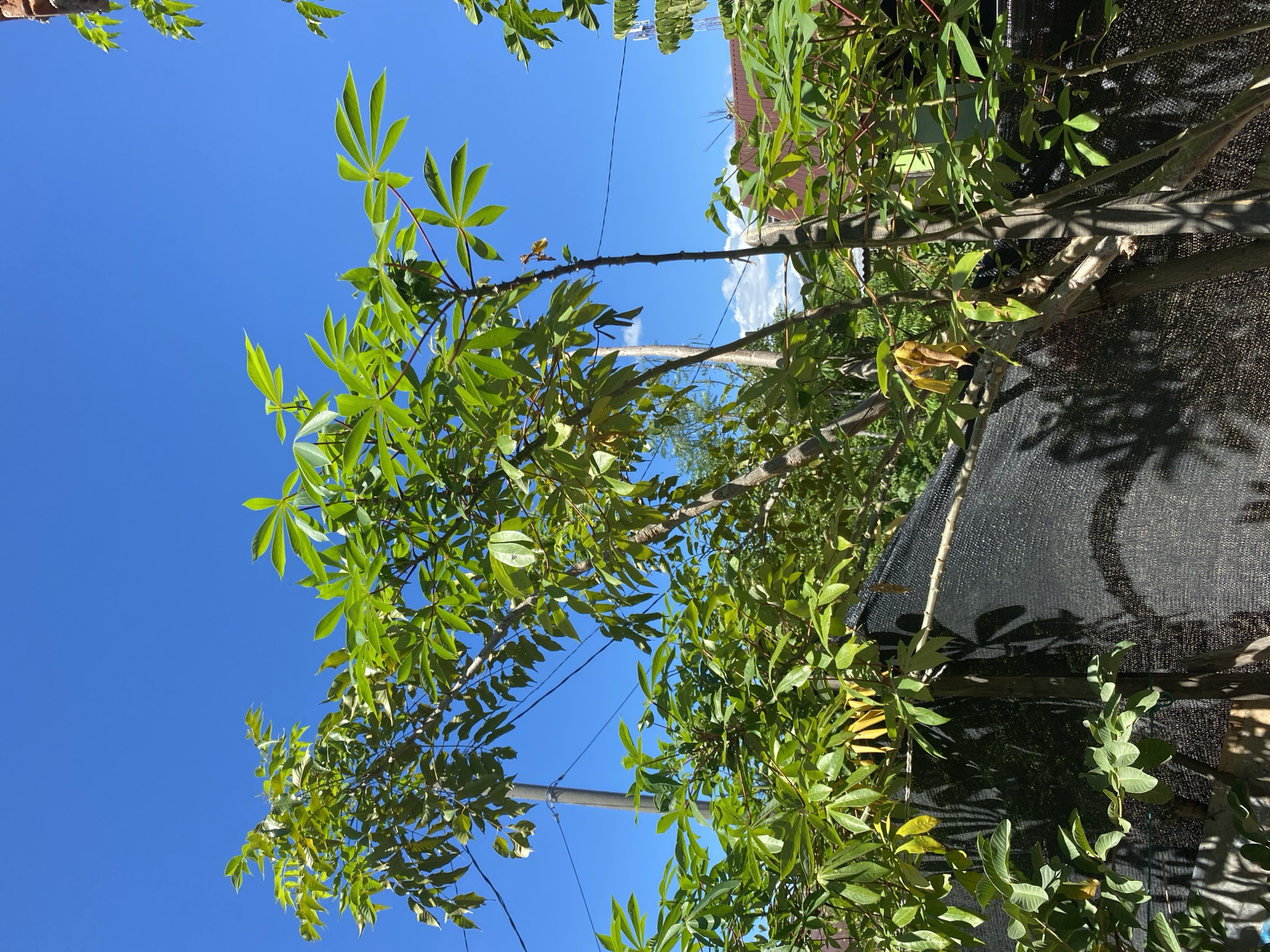 The image displays a vibrant green tree with palmate leaves set against a clear, bright blue sky. The tree's branches are visible, some reaching upwards, and its trunk is slender with a rough texture. Sunlight filters through the leaves, creating dappled shadows. In the background, hints of a residential area can be seen, including rooftops and what appears to be a dark-colored net or screen. A utility pole and wires are also present, suggesting an outdoor, possibly suburban or rural, setting. The overall impression is one of a sunny day with lush vegetation.