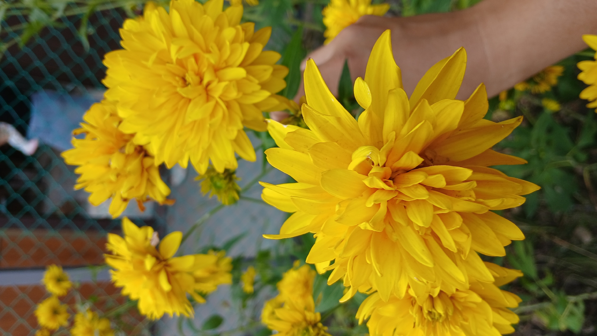 A close-up, vertical shot captures a cluster of bright yellow, double-petaled flowers in the foreground. The flowers are in various stages of bloom, with some appearing fully open and others still developing. The petals are densely packed and have a slightly ruffled texture. In the mid-ground, more yellow flowers are visible, some in sharp focus and others blurred. Behind the flowers, a blurred background reveals a chain-link fence and a hint of a person wearing blue clothing and white footwear. A human hand, with fair skin, is visible on the right side of the frame, gently holding a flower stem. The scene is set outdoors with greenery and soil visible at the bottom. The lighting suggests it is daytime. The location is identified as Derköl, Kazakhstan.