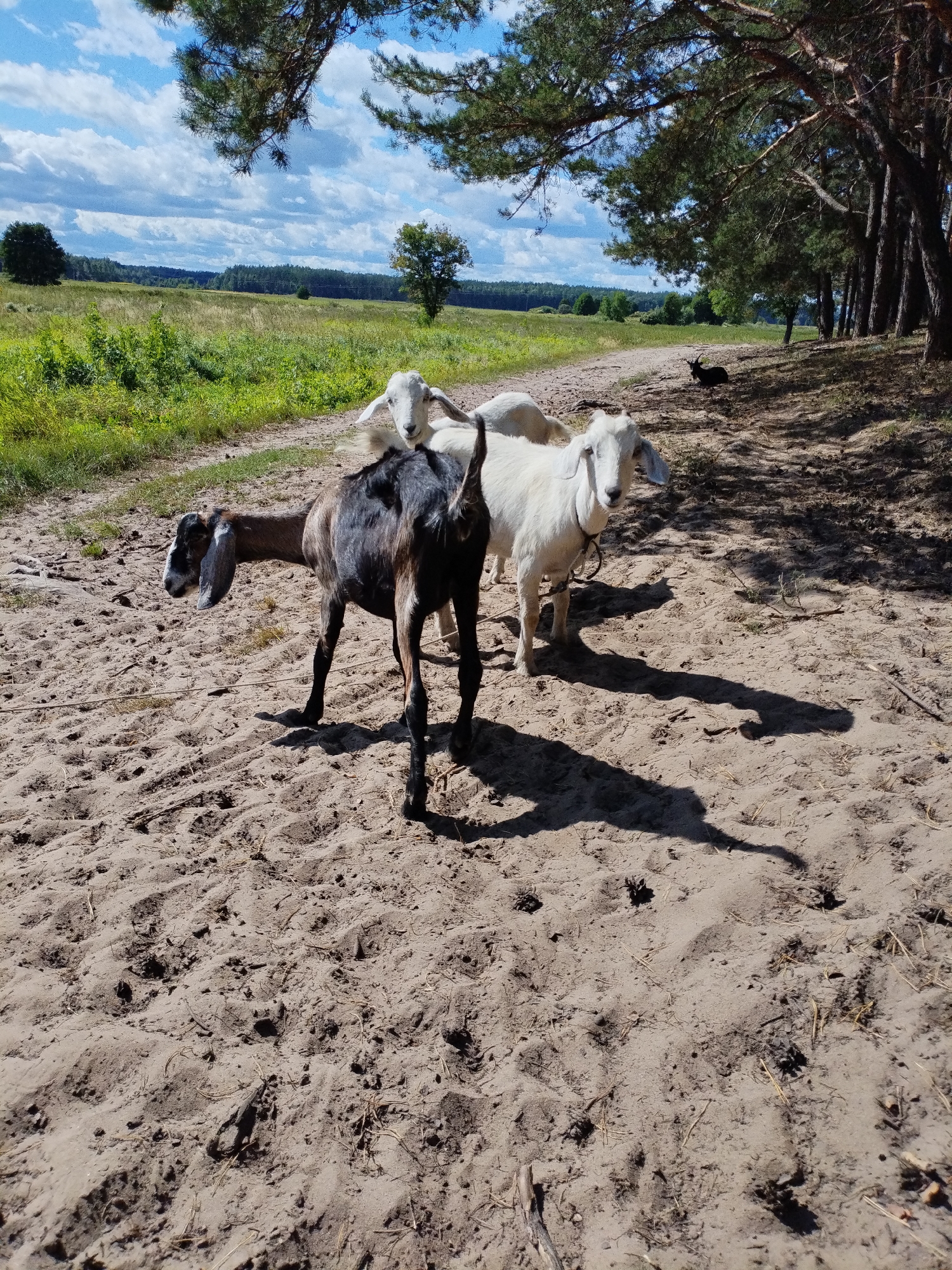 In Bialynichy, Belarus, a dirt path leads through a sandy area beneath a canopy of pine trees. Three goats are present on the path. One goat, primarily black with white markings on its face and ears, stands facing left, its head turned. Behind it, two white goats are visible. The goat closer to the foreground, on the right, is looking towards the camera, and another white goat is partially obscured behind it. In the background, a grassy field stretches towards a treeline under a partly cloudy blue sky. The ground is sandy with scattered pine needles and debris.