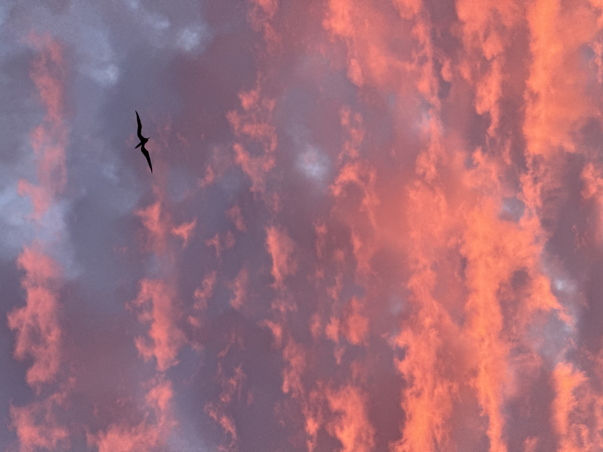 A bird silhouette flies against a sky filled with pink and purple clouds. The bird is dark and appears to be soaring, with its wings spread. The clouds are streaked with varying hues of pink and purple, suggesting a sunset or sunrise. The location appears to be an open area, potentially a coastal region, given the vastness of the sky. There are no visible people or other objects in the immediate foreground or background. The scene is focused on the bird and the sky, with no indication of a specific city or urban environment.