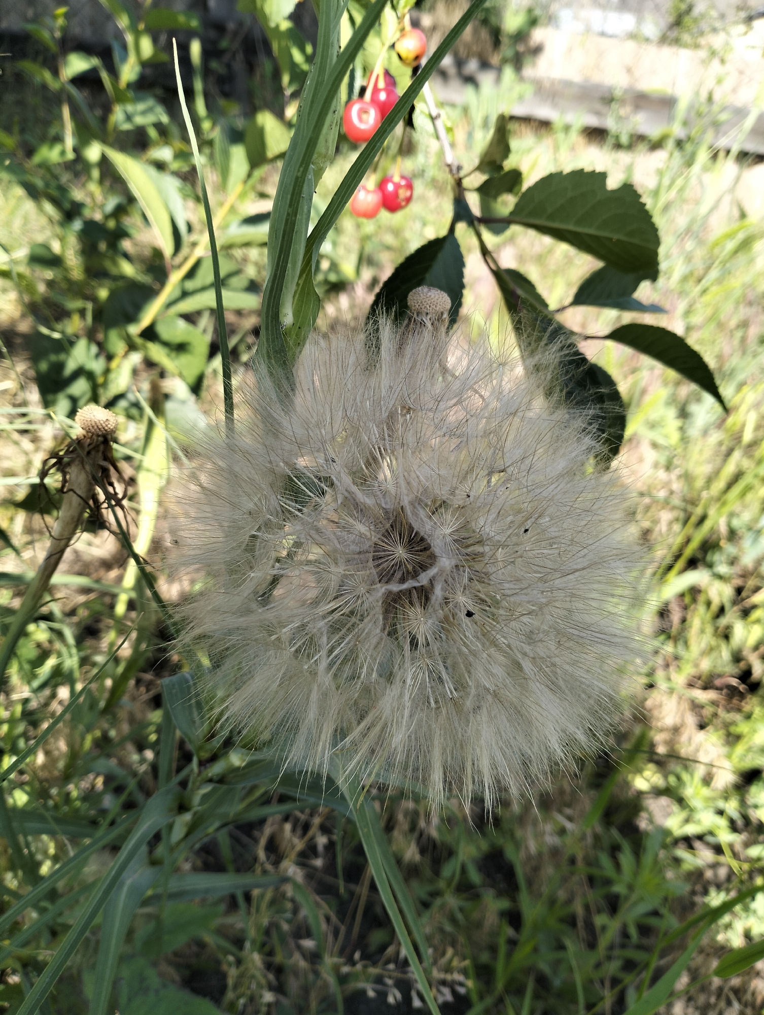 A close-up, eye-level outdoor photograph shows a large, fluffy dandelion seed head. The seed head is off-white and circular, with numerous feathery filaments extending outwards. To the left of the seed head, a dried, brown stem with remnants of past florets is visible. Above and slightly to the right of the seed head, a branch with green leaves and several bright red berries is in the background. The overall environment is a natural setting with green foliage and hints of dry grass and soil. The lighting suggests a sunny day.