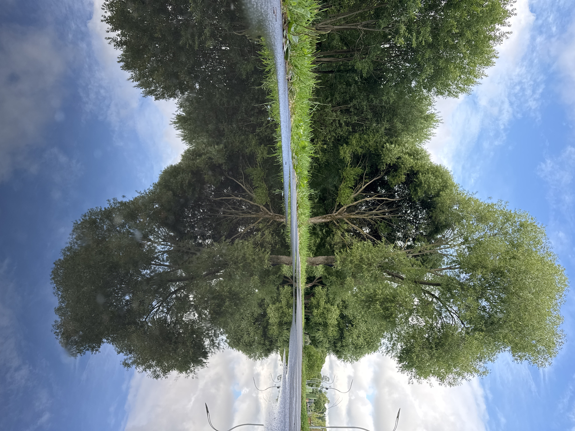 In Sinyavino, Russia, a puddle on an asphalt surface reflects a lush green tree canopy under a blue sky dotted with white clouds. The puddle occupies the foreground, with its surface disturbed by subtle ripples. Beyond the puddle, a stretch of grass and a line of trees form a dense green backdrop. In the distance, a paved path or road continues, flanked by more trees and streetlights. The scene is captured from a low angle, emphasizing the reflection in the water.