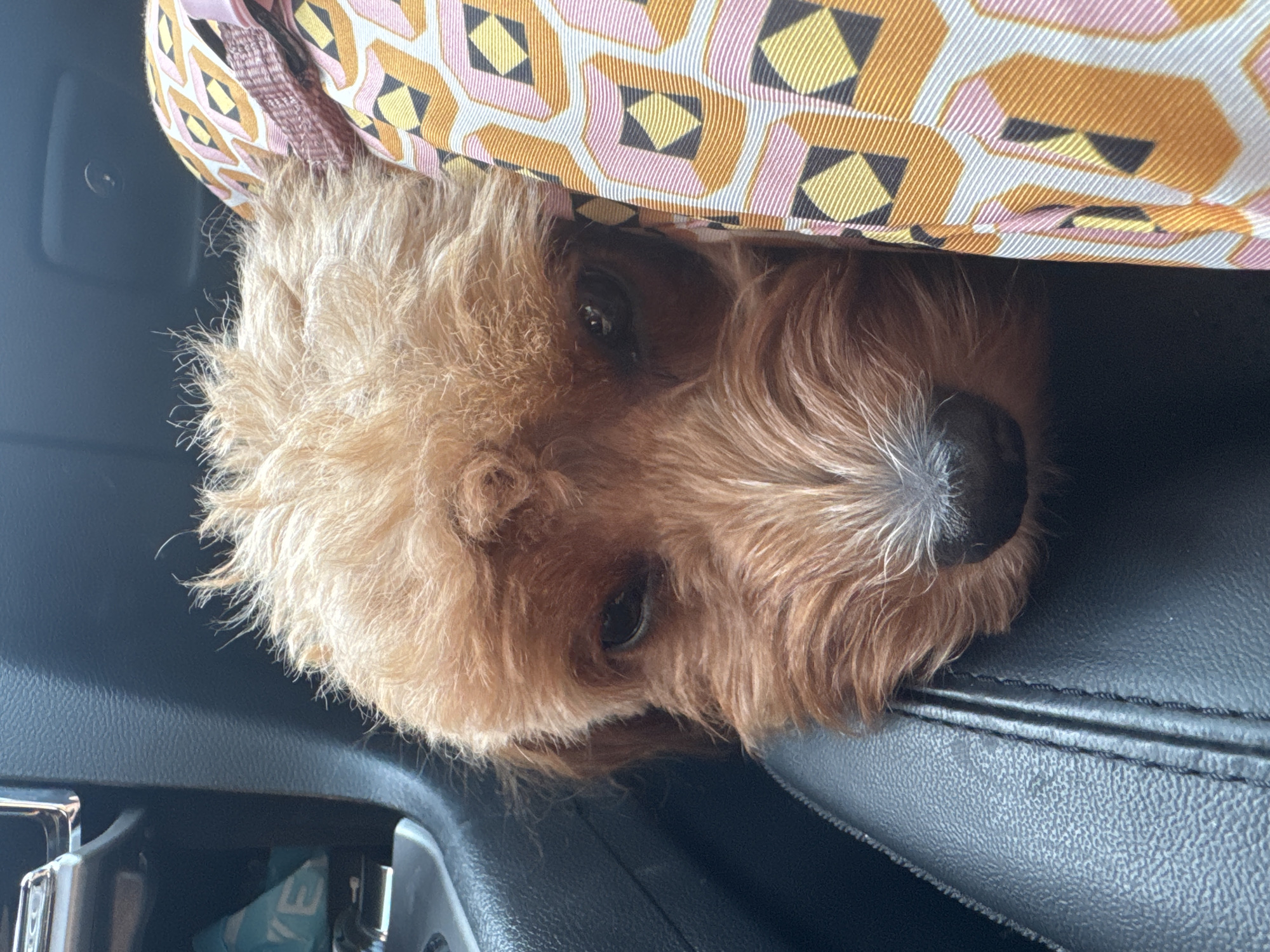 A close-up, eye-level shot shows the face of a small, light brown dog resting in a car. The dog is positioned in the foreground, with its head tilted slightly to the left, obscuring part of its face behind a brightly patterned fabric. The fabric has a geometric design with repeating diamond shapes in orange, pink, yellow, and dark gray on a white background.
The dog's fur is shaggy and appears to be a reddish-brown color, with some lighter strands around its nose and eyebrows. Its dark eyes are visible, and it appears to be looking forward, though its gaze is somewhat obscured by its fur. The dog's nose is black and slightly wet.
To the left of the dog, a black, textured surface of a car's interior is visible. This surface appears to be part of the seat or console. In the upper left corner of the image, a sliver of a silver-colored car console can be seen, with a blue object partially visible behind it.
The lighting suggests this image was taken during the day, likely inside a vehicle. The overall impression is an intimate, candid shot of a pet in transit. The scene is not indicative of any specific location within Deerfield Beach, United States of America, beyond being inside a car.