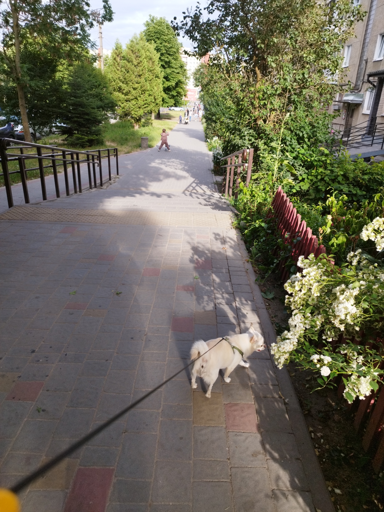 The image depicts a paved walkway in Novyi Rozdil, Ukraine, on a sunny day. The walkway is made of grey and pink rectangular pavers and has a gentle slope downwards. A small, light-colored dog with a green harness is walking on the path, connected to a leash that extends out of frame to the left. To the right of the walkway, there is a dense area of green bushes and a bush with white flowers, bordered by a red wooden fence. In the background, a person in a pink outfit is walking away from the camera, and several other people are visible further down the path. Trees and a building are also visible in the background, suggesting an urban or suburban environment. A metal railing runs along the left side of the walkway at the top of a set of stairs.