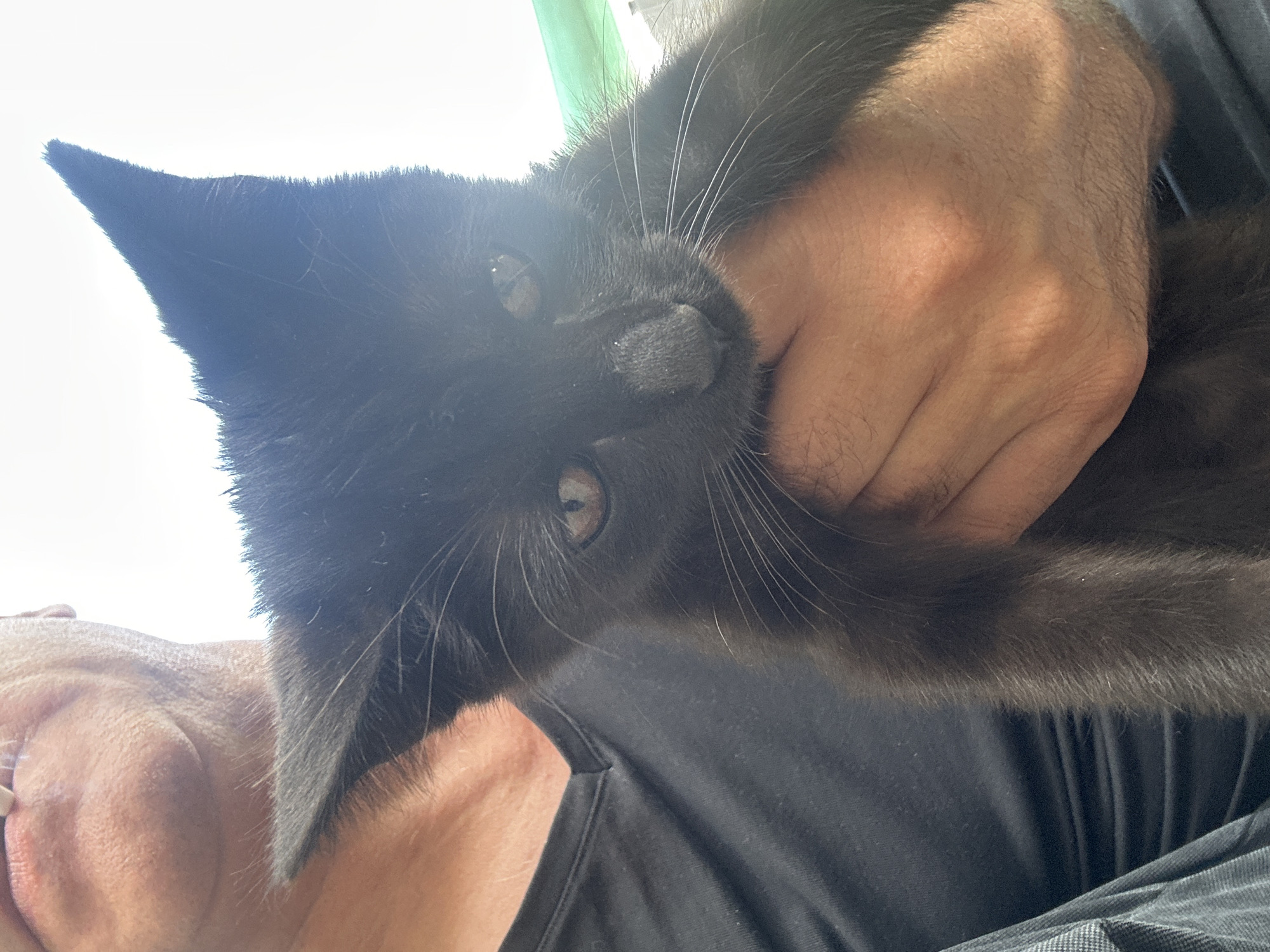 An individual, partially visible from the chest up, wears a black t-shirt. They hold a black kitten in their hands. The kitten's face is prominently displayed, with its eyes open and alert. The background is out of focus, with a bright sky and hints of green fabric. The scene appears to be outdoors, with the lighting suggesting daytime. No specific location within Tokmok City, Kyrgyzstan can be determined from the image.