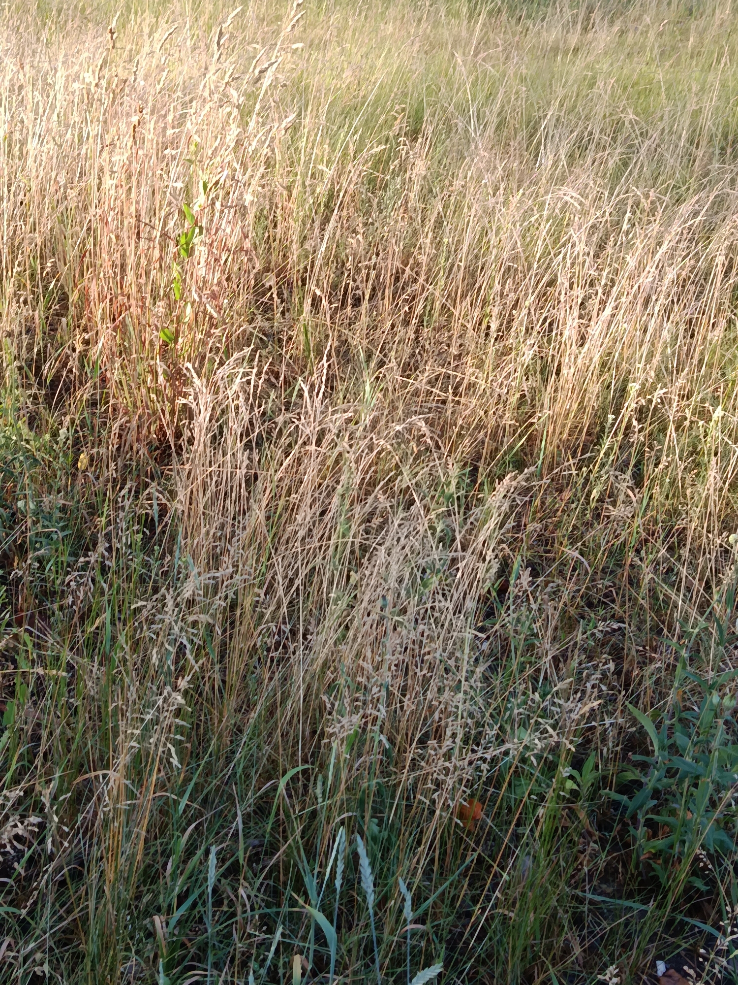 The image depicts a dense field of dry, tall grasses with some green vegetation interspersed. The lighting suggests it is daytime, possibly late afternoon, with sunlight casting shadows and highlighting the textures of the grass. The field appears to be an uncultivated area, possibly a meadow or verge. No people or specific objects are clearly identifiable within the scene. The environment is natural and rural in appearance.