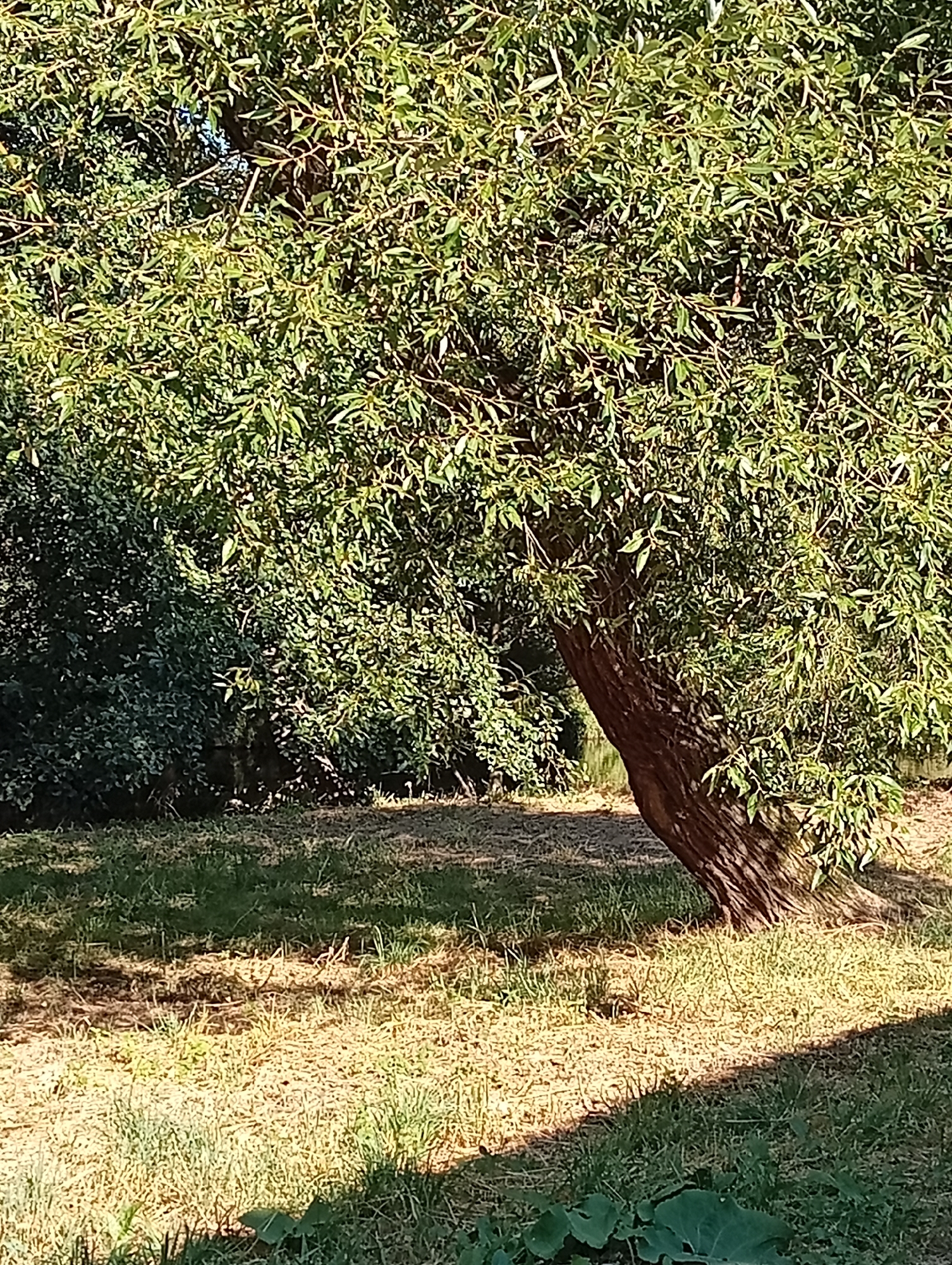 The image depicts a sunlit outdoor scene featuring a large, leafy tree with a thick, gnarled brown trunk that leans to the right. The tree's foliage is dense and green, with sunlight filtering through it, creating dappled patterns on the ground. The ground is covered with dry, light-brown grass interspersed with patches of greener vegetation, and in the foreground, a dark shadow is cast from the tree. Behind the main tree, there is a dense wall of dark green bushes or trees, forming a textured background. The overall impression is one of a natural, possibly park-like setting. The location is identified as the city of Tišnov, Czechia. There are no people or animals visible in the image, and no specific actions or interactions are taking place.