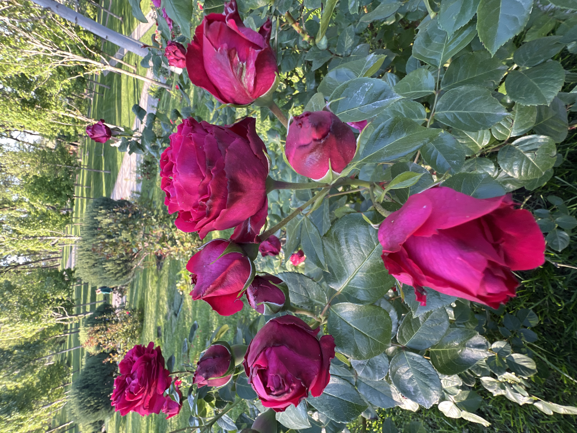 The image shows a cluster of deep red roses in full bloom and bud stage, surrounded by green foliage. The roses are likely in a garden or park setting. In the background, a pathway can be seen leading into a green, tree-lined area. Given the prompt includes the location of Krasnodar, Russia, it is likely that the photograph was taken in a park or garden in this city. The photograph captures the roses in natural light, emphasizing their color and texture. There are no people visible in the immediate foreground. The environment appears to be a well-maintained outdoor space with a combination of manicured areas and natural vegetation.