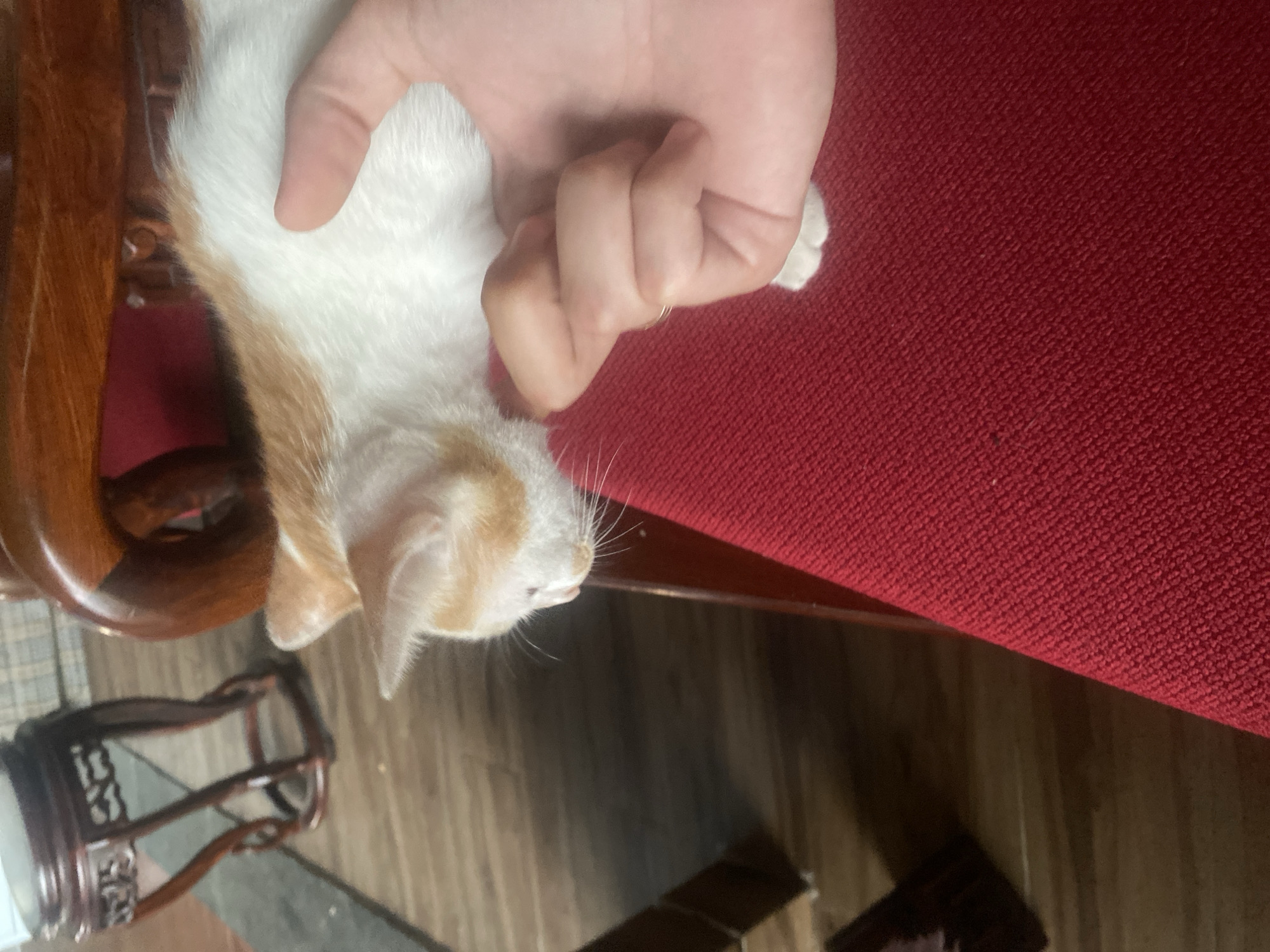 A close-up shot shows a person's hand gently stroking a white and orange kitten. The kitten is lying on a textured red surface, likely a piece of furniture. The background is blurred, but hints of a wooden floor and dark furniture suggest an indoor setting. The lighting appears to be natural, possibly from a window, and there is no visible text in the image. The scene evokes a sense of calm and affection. The location is Thuận An, Vietnam.
