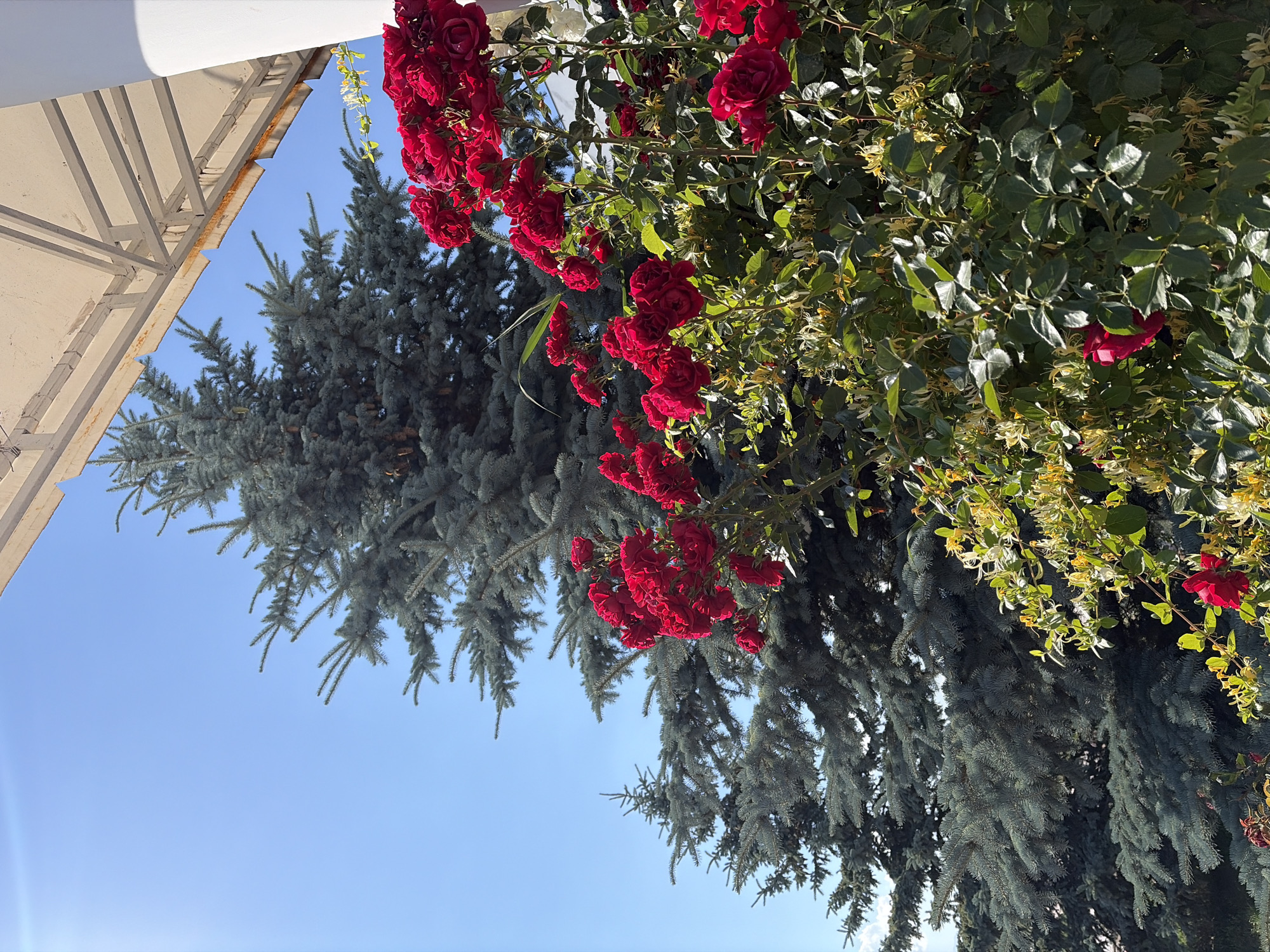 This media file showcases a close-up, eye-level view of a lush green bush adorned with numerous bright red roses and smaller yellow-white flowers, possibly honeysuckle. The roses are clustered together, with many in full bloom and others appearing as buds. Interspersed with the flowering bush are the dark green needles of a conifer tree, likely a blue spruce, which hangs down into the frame, partially obscuring the roses and sky. To the left, a portion of a white awning or roof structure is visible, supported by a light-colored metal frame. The background is a clear, bright blue sky, suggesting a sunny day. The sunlight casts distinct shadows on the foliage, highlighting the textures and vibrant colors of the plants. The composition is primarily focused on the natural elements of the flowering bush and the conifer, with the man-made structure providing a subtle framing element at the top left. No people or text are visible in the image. The scene evokes a feeling of warmth and natural beauty, characteristic of a pleasant outdoor setting during the daytime.