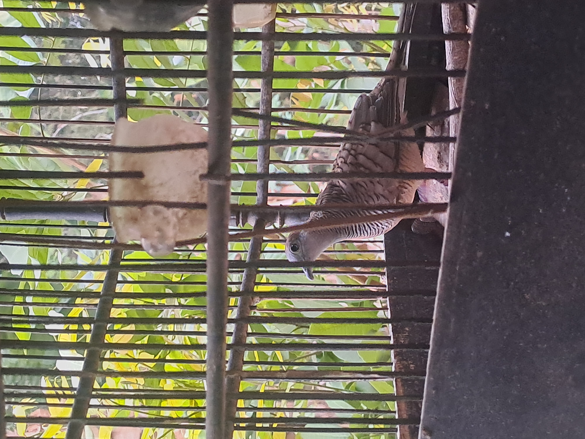 A zebra dove stands inside a metal cage, its body angled to the left, facing away from the viewer. The dove's head is turned to the left, revealing its eye and a slight protrusion from its beak. Its plumage is a mix of gray and brown with distinct striped markings on its neck and chest. The cage is constructed with vertical metal bars and a dark-colored base. Behind the cage, out of focus, are green and yellow leaves, suggesting an outdoor environment, possibly a garden or natural setting. The location is described as Sumberejo, Indonesia.