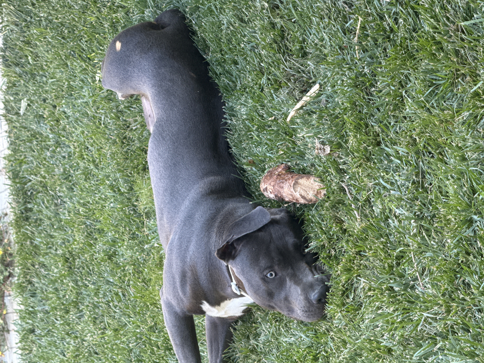 A medium shot captures a gray-colored dog lying on its back in lush green grass, outdoors, with one paw extended upwards. The dog has a white patch of fur on its chest and is wearing a light blue collar. Its head is turned to the left, and its eyes are open, with one visible pupil. A small piece of wood, brown and textured, lies to the right of the dog's head. The scene suggests a warm, possibly sunny day. The location is identified as Tvarditsa, Bulgaria.