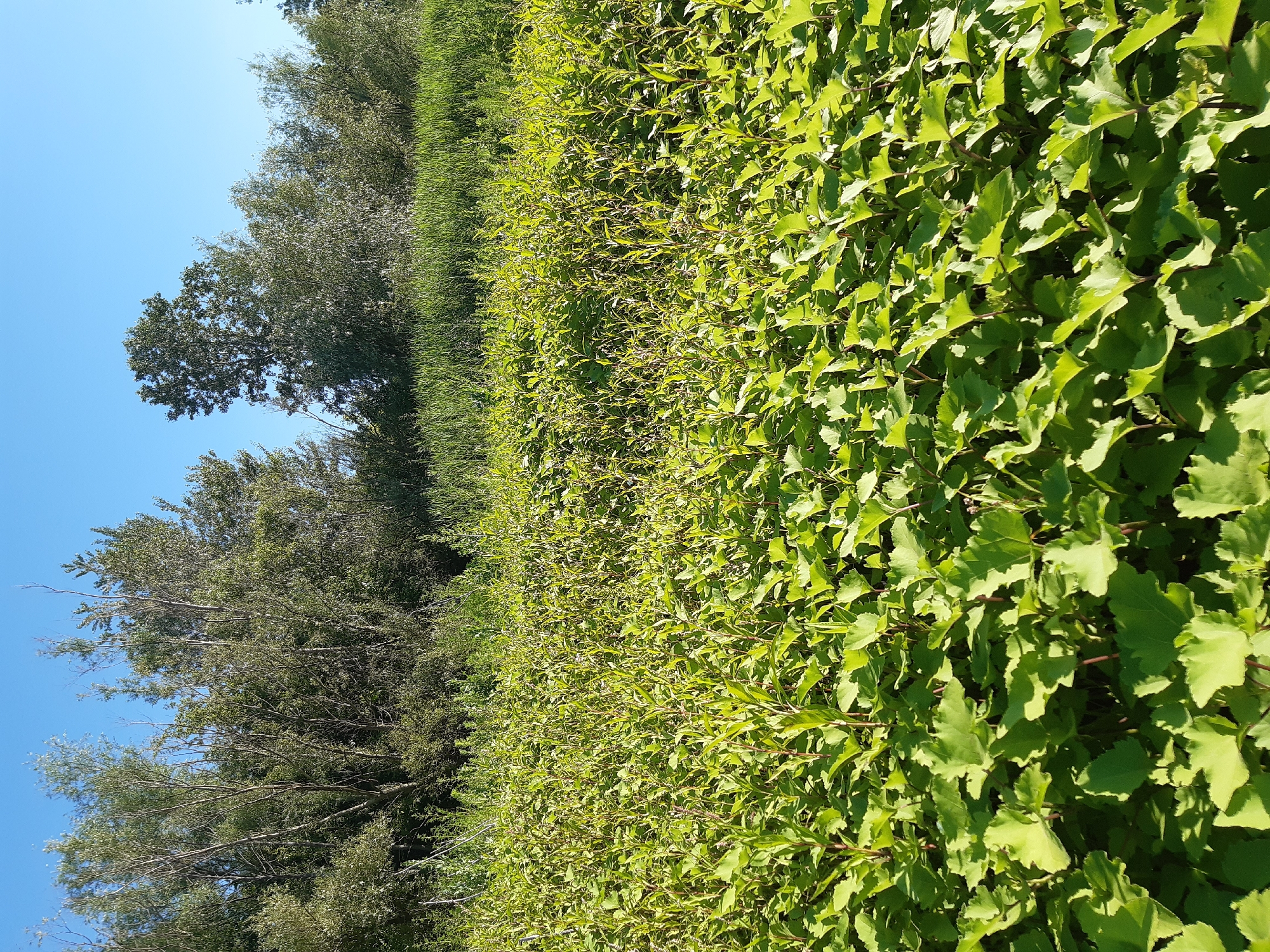 This is a vertically oriented, close-up, eye-level media file of a dense, green bush in bright sunlight, likely captured on a clear day. The bush dominates the right two-thirds of the frame, its leaves a vibrant green, catching the sunlight and casting shadows, indicating it is midday. The leaves are broad and somewhat lobed, with visible veins, and are densely packed on numerous stems.
To the left of the bush, and filling the remaining third of the frame, is a line of trees. These trees are taller and their foliage is darker green and more sparse than the bush, allowing some of the clear blue sky to be visible through their branches. The trees appear to be deciduous, with some branches bare of leaves, suggesting either early spring, late autumn, or a species that sheds leaves seasonally in sections. The sky is a uniform, bright blue, indicating fair weather.
The scene appears to be a natural or semi-natural environment, possibly a park, garden, or the edge of a field or forest. There are no visible people or man-made objects, and no text is present. The image conveys a sense of lush greenery and the warmth of a sunny day. Given the location context of Sokil, Ukraine, this could depict a common landscape feature in the region during the warmer months. The activity, if any, is simply the natural growth and presence of the plants under the sun.