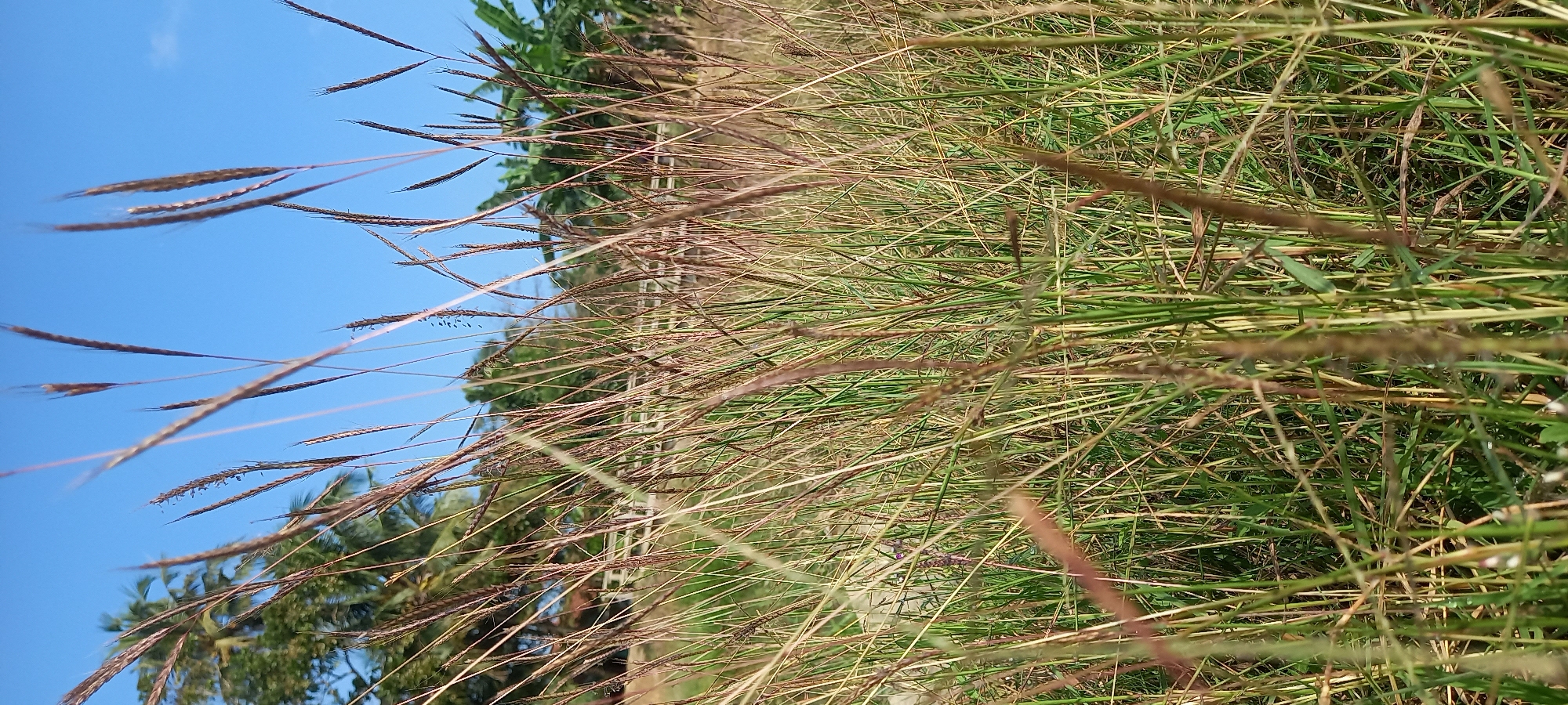 The image shows a close-up view of tall, dry grass with seed heads, set against a backdrop of green vegetation and a clear blue sky. In the distance, several palm trees are visible, suggesting a tropical or subtropical environment. The perspective is low, with the grass filling most of the frame. There are no people or animals depicted in the image. The scene appears to be an outdoor natural setting, possibly a field or a roadside, in Sidamulya, Indonesia, given the presence of tropical flora.