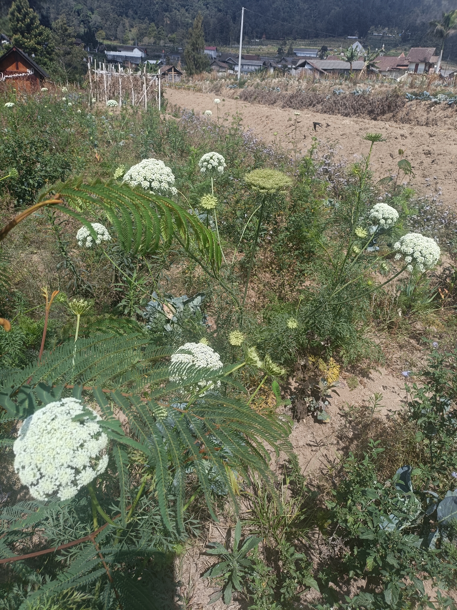 This image captures an outdoor scene in the village of Kopeng, Indonesia, characterized by a landscape that blends agriculture and natural vegetation. In the foreground, several white, umbrella-shaped flower clusters, possibly from a species of Daucus carota or Queen Anne's Lace, are prominent. These are interspersed with feathery, green foliage, some of which appears to be from a fern-like plant. The ground is a mix of dry soil and scattered green plants, indicating a somewhat arid environment.

In the mid-ground, a rustic wooden structure, possibly a garden trellis or support system, stands against a backdrop of cultivated land. This cultivated area appears to be fallow, with brown earth and sparse vegetation, suggesting a break in the planting cycle. Further in the background, a cluster of houses with red-tiled roofs and simple architecture can be seen, nestled among trees. The overall impression is one of a rural setting, likely on the outskirts of a village, where agricultural fields meet the natural contours of the land. There are no people visible in the image. The lighting suggests it is daytime, with sunlight casting shadows.