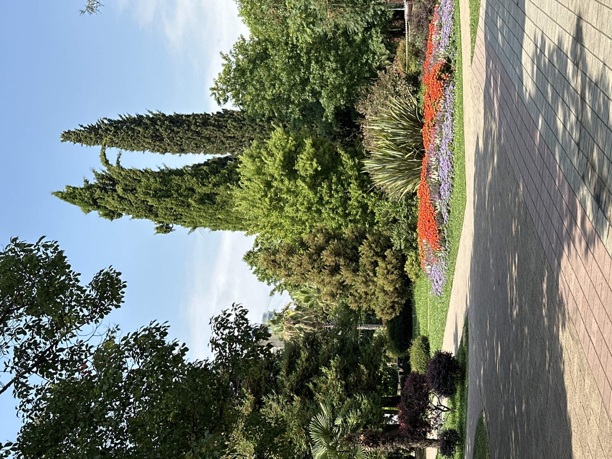 This is a sunny, daytime, eye-level, full shot of a park pathway in Sochi, Russia. The pathway, paved with alternating light and dark gray stone tiles, curves from the foreground to the middle ground. To the right of the pathway, in the middle ground, is a large, circular flower bed with a dense arrangement of bright orange flowers in the front and purple flowers behind them, all backed by a cluster of tall, spiky green plants.
The park is filled with a variety of trees, including several tall, slender cypress trees in the background, a large, leafy green tree to the left, and various other deciduous and evergreen trees and shrubs scattered throughout. The sky is a clear, light blue. A building with a rounded top and several cables can be seen in the distance between the trees on the left side of the frame. There are no people or animals visible in the image. The overall scene depicts a well-maintained public park with vibrant floral displays and abundant greenery.